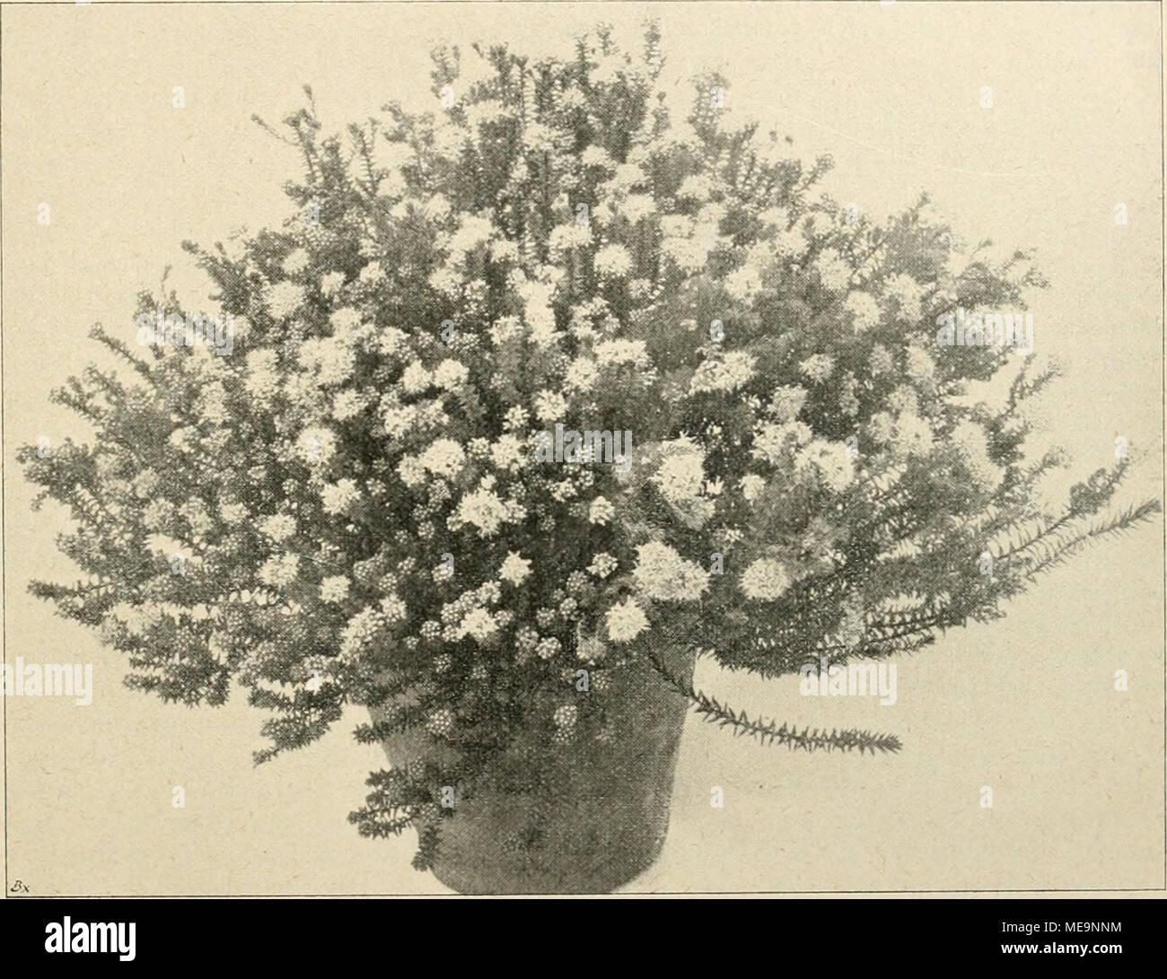 . Die Gartenwelt . In der Handelsgärtnerei von E. Neubert, Diosma purpurea. Wandsbek, für die „Gartenwelt&quot; photographisch aufgenommen (Text Seite 260). entfaltete der hinein gesteckte Apparat sofort eine so ausgiebige Thätigkeit, dafs ich nach Verlauf von 2 Tagen seine Ent- fernung für angezeigt hielt. Für gröfsere Töpfe werden natürlich gröfsere Apparate empfohlen. Wenn aber Wurzelsaugkraft, wie behauptet, der treibende Faktor wäre, müfste auch ein kleiner, öfter nach- zufüllender Apparat denselben Zweck erreichen — er thut das nicht. Für nicht unbedenklich möchte ich die noch ganz be- s Stock Photo