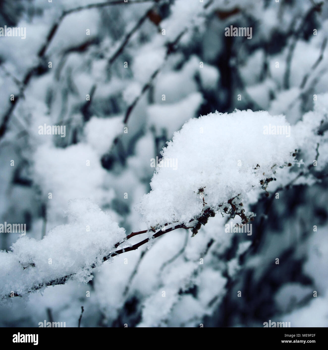 A tree branch covered with snow. Close up. A snowy day in the park. Aged photo. Winter in Russia. Stock Photo