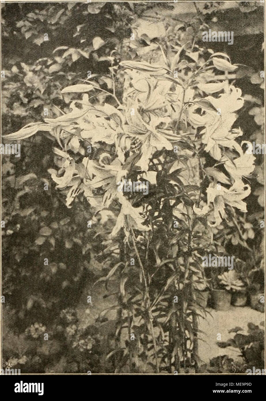 . Die Gartenwelt . tigkeit. Die Vermehrung geschieht am schnellsten aus Samen. Dieses reich und willig blühende Zwiebelgewächs nimmt sich mit seinen kolossalen Blütendolden sehr effektvoll aus, und ich kann dasselbe wärmstens empfL-hlcn. Gust. Besoke, Erfurt. Gladiolus hybridus princeps. — Sehr interessant war mir die Notiz in No. 10 Seite 110 über Gladiolus hybridus princeps. Dieser prachtvolle Gladiolus gehört nicht zur r/;;/*/-Klasse, wie dort gesagt wird, er ist vielmehr der erste einer ganz neuen Rasse, so gut wie der erste Gandavensis, der erste Lemoinii, der erste Nanceianus und die ers Stock Photo