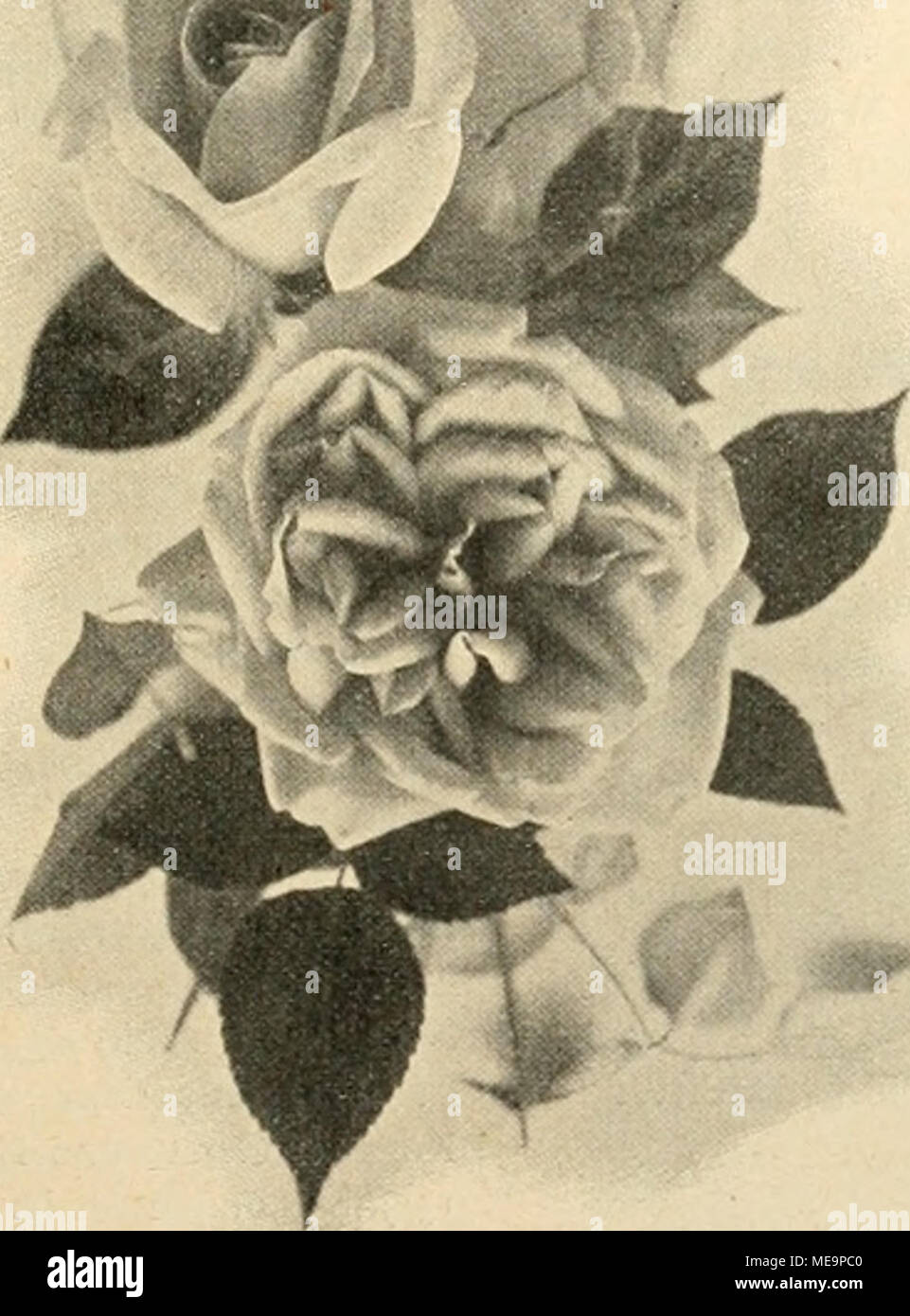 . Die Gartenwelt . Neue Thee-Rose „Queen Olga of Greece" (W. Paul) in '|., natürl. Gröfse (Text Seite 150). Vom Verfasser für die „Gartenwelt" photographisch aufgenommen. kenntnis verhelfen; und sollten dann später wirklich einmal solche Namen bei manchen Engros-Artikeln in die gärtne- rische Praxis sich verirren — wäre das wirklich ein grofser Schaden? — Mir kommt es viel häfslicher vor, wenn schon der jüngste Lehrling sich bemüht, von Myosotis, Viburnum und ^^Pensi'e'''' zu reden, um sich nur zünftig auszudrücken; Con- vallarienkeime, Z(T«/-«j--Blätter und „Z?7a,i'"-Blumen dür Stock Photo