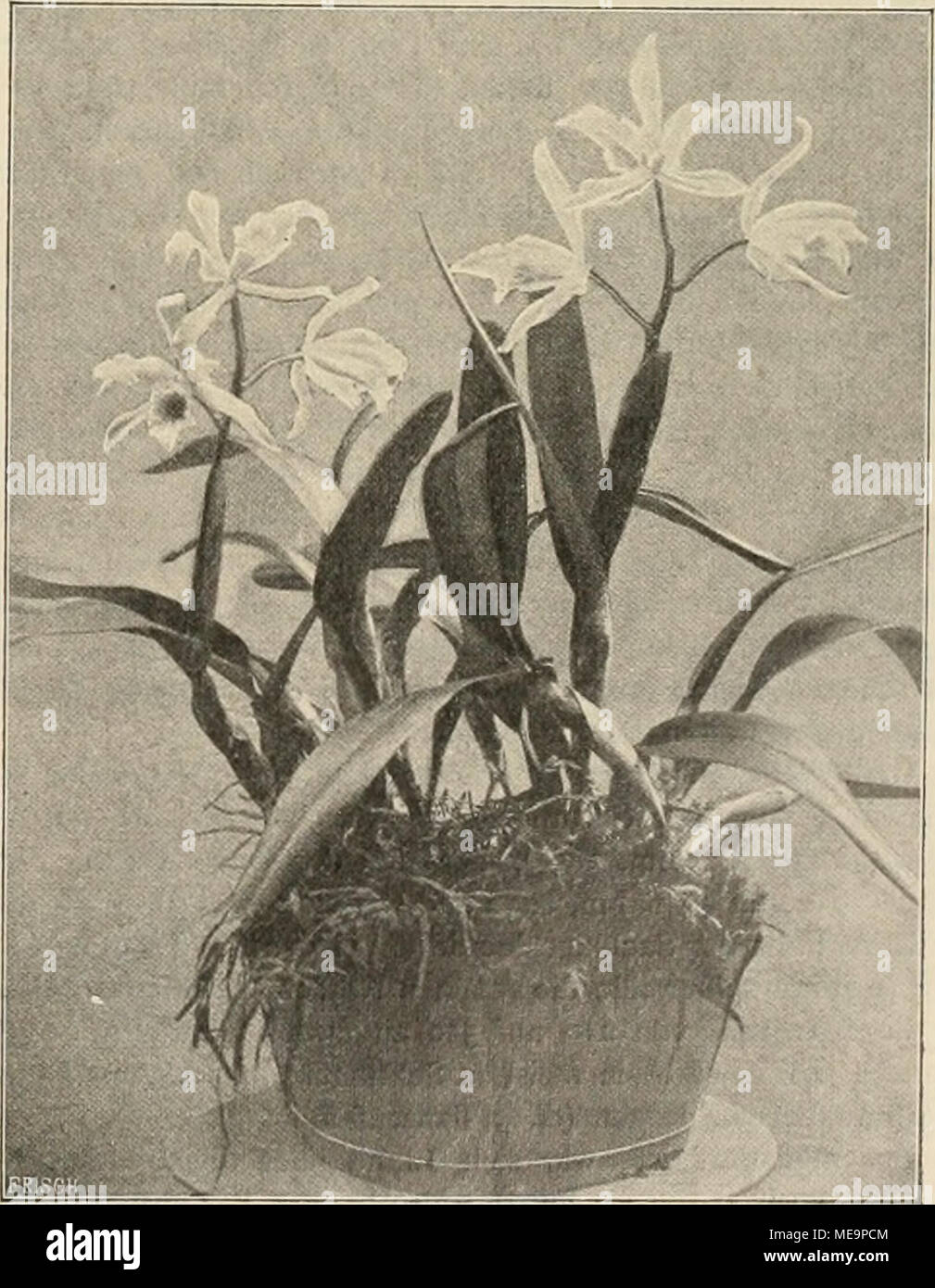 . Die Gartenwelt . Laelia purpurata. Originalaufhahme für die nGarteuwelt'* (Text Seite 247J. Stock Photo