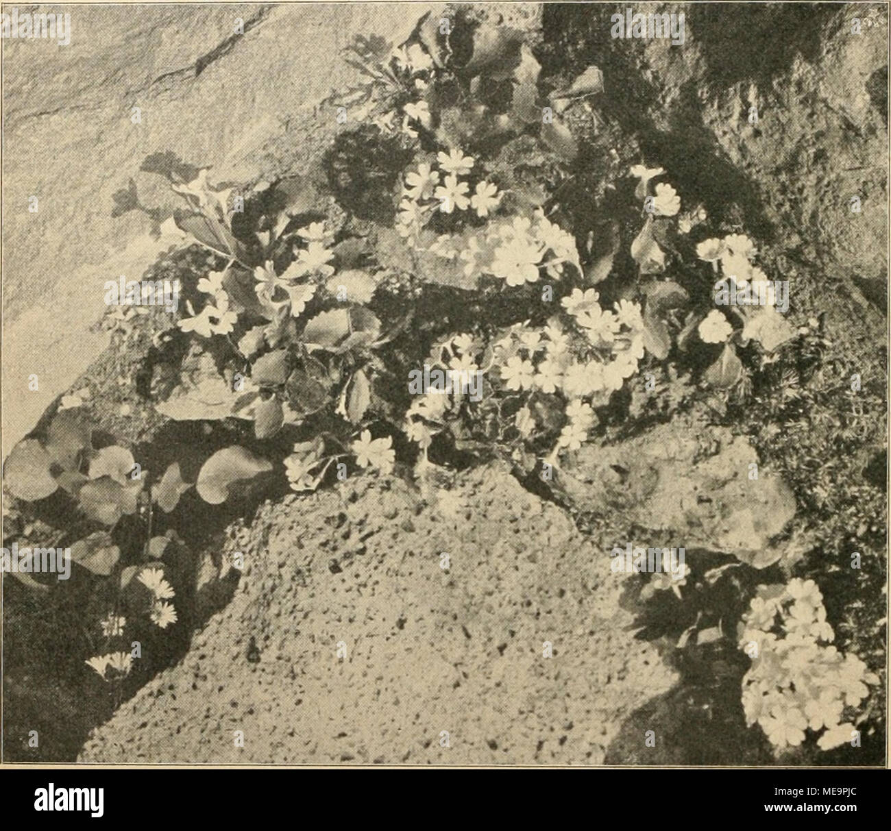 Papyrus oder papyrus cyperus papyrus hires stock photography and