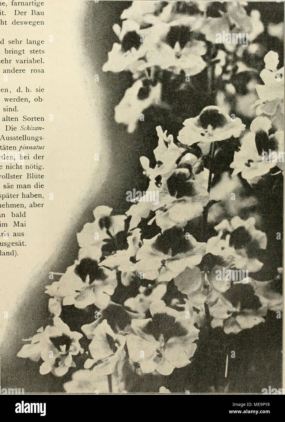 . Die Gartenwelt . Schizanthus wisetonensis. On'gtnalaufualune (ur die „Gartenwelt'^. Stock Photo