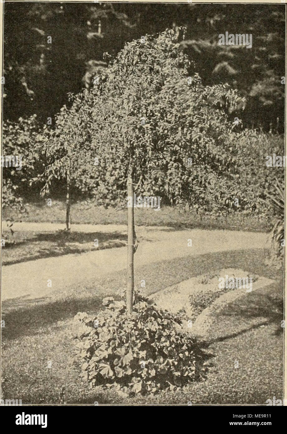. Die Gartenwelt . Fuchsia gracilis-Hochstamn. In der Villa Spindler, Grofs-Tabarz i. Th,, fÃ¼r die âGartenwelt&quot; photographtsch aufgenommen. Stock Photo
