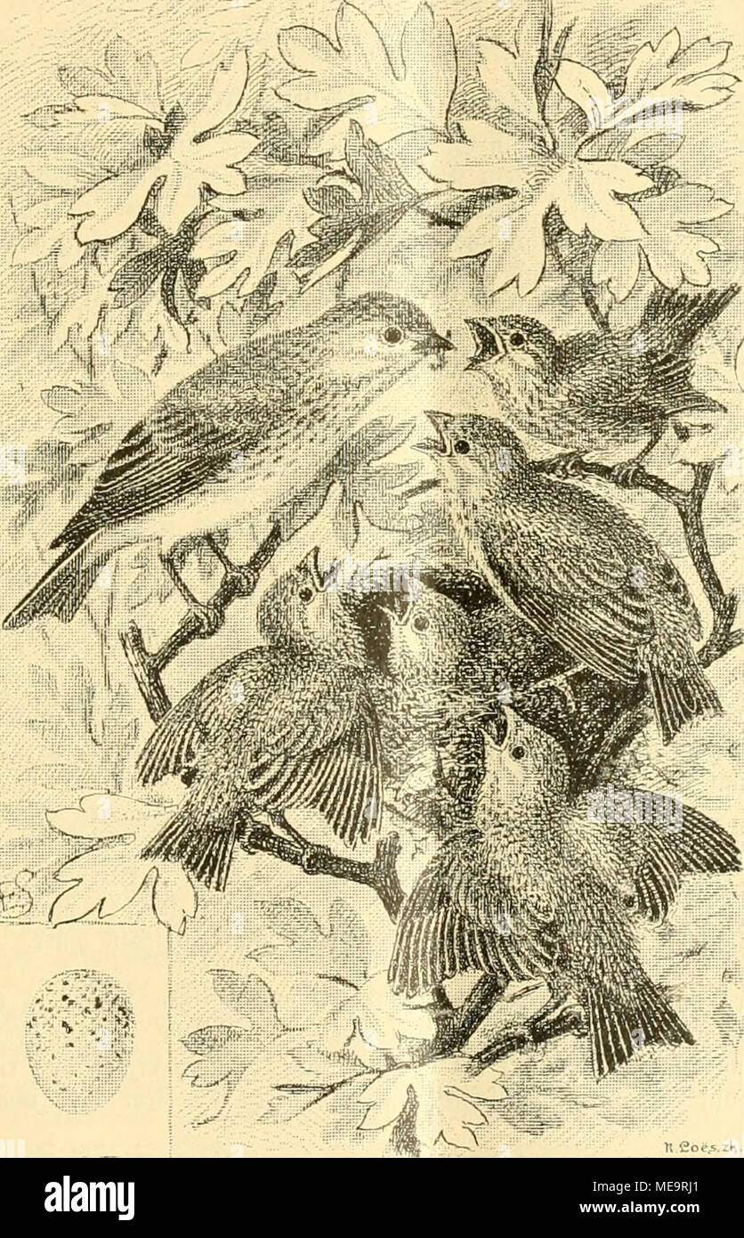 Meiner Dom High Resolution Stock Photography And Images Alamy