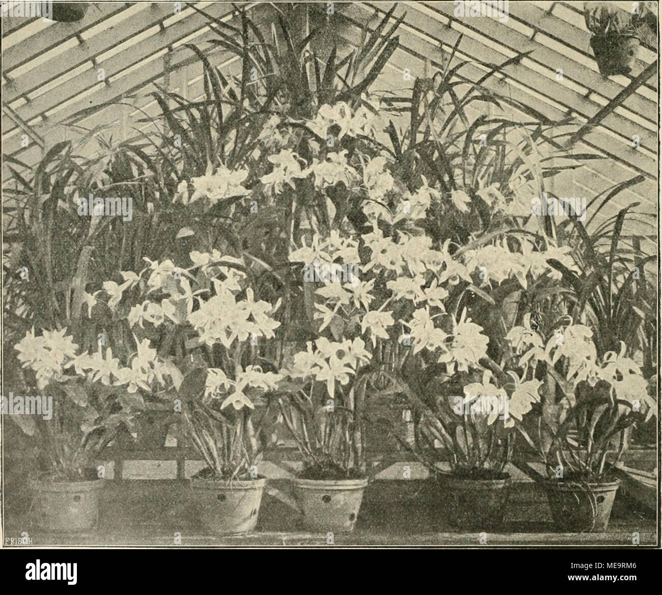 Orchid cattleya skinneri hi-res stock photography and images - Alamy, image size:1300x1168