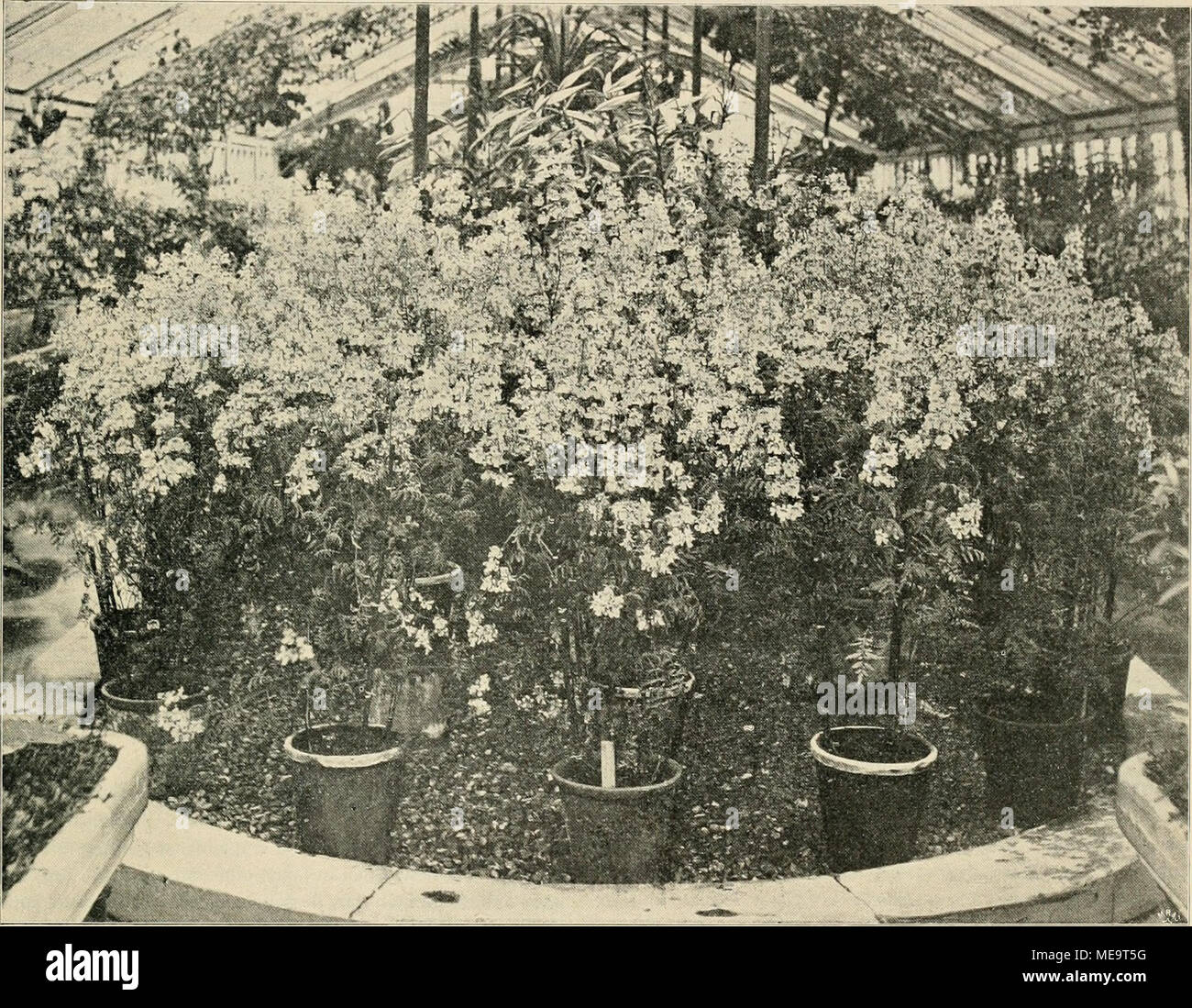 Die Gartenwelt . Schizanthus pinnatus. Im Botanischen Garten zu Kew bei  London vom Verfasser für die „Gartenwelt'^ photographisch aufgenommen (Text  Seite 498}. Behandlung besteht nun lediglich im Giefsen und fleifsigen  Lüften;