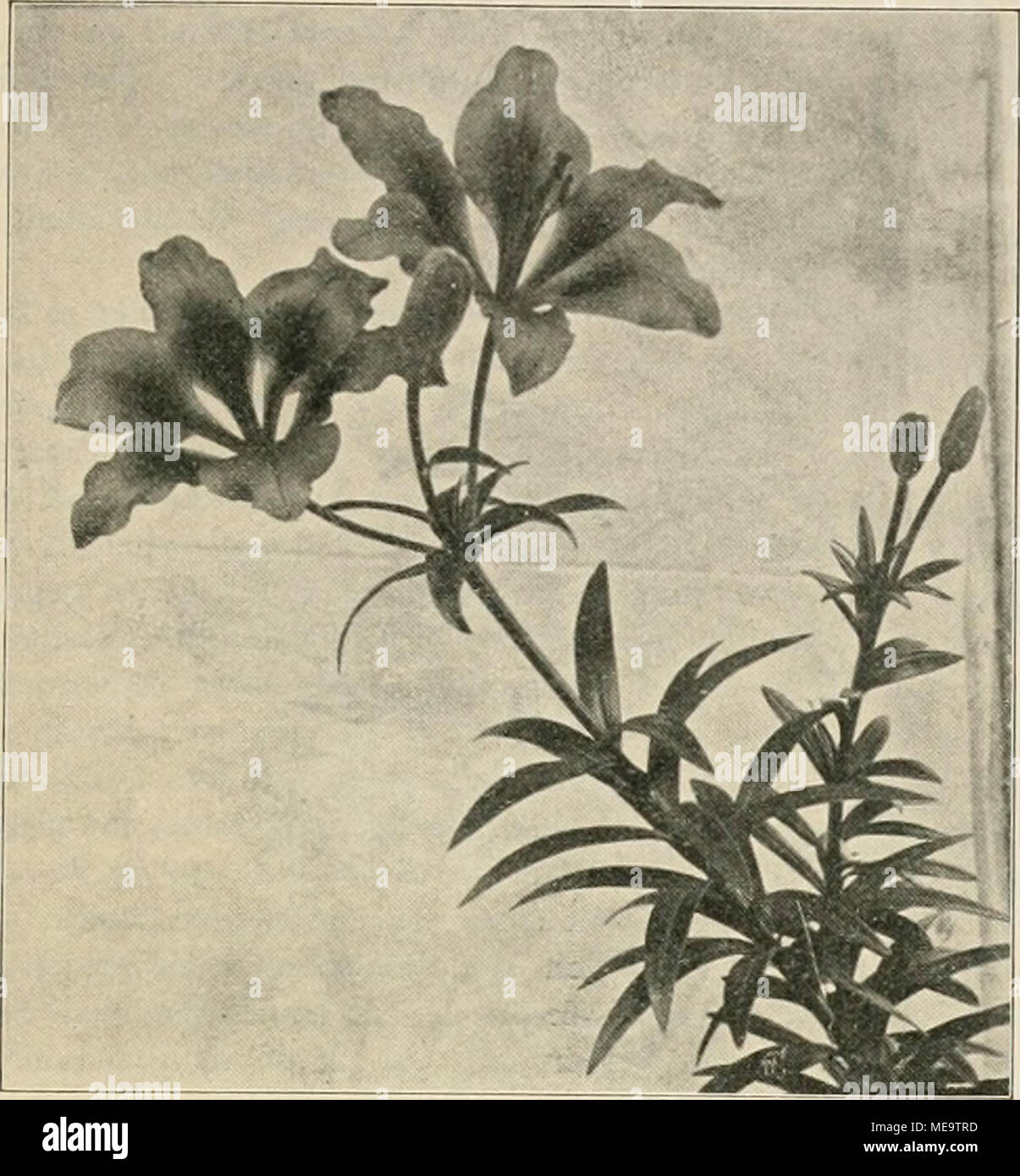 . Die Gartenwelt . Lilium dahuricum „Sensation&quot;. Originalaufnahme für die „Gartenwelt&quot;, erscheinen. L. elegans ahdaceiim^ L. e. cetrinum, L. e. IVilsom, mit schönen citronenfarbigen Blumen, i, e. Alke Wilson, L. e. brevi- folium, L. e. robiistum, L. tieg. bicolor, gelb-orangefarbige Blüte; L. e. crttenlum, L. e. atrosanguineum, L. e. fulgens, L. e. Van Ilouttei, L. ele- gans ß. pl. mit dunklen blutroten Blumen; /. e. cruenium ist die dunkelste, Lilium elegans Wallaai^ mit aprikosenfarbigen Blumen, welche braun punktiert sind und im August erscheinen. — Lilium concolor und var. Coridi Stock Photo