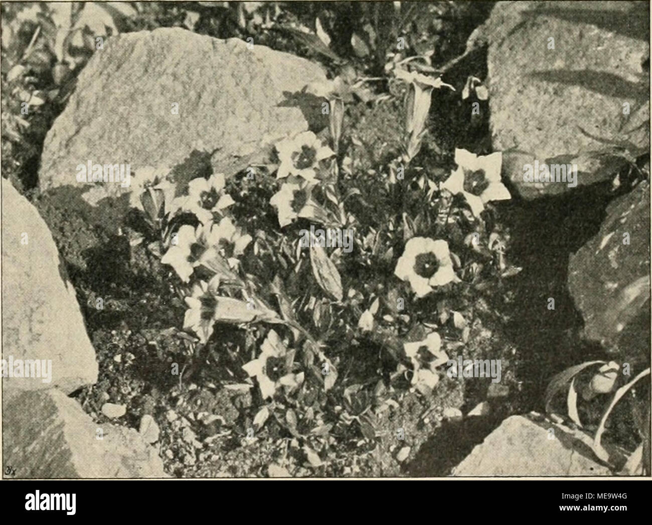 . Die Gartenwelt . Gentiana acaulis L. (Gentiana angustifolia Vill.). Originalaufnahme für die „Gartenwelt&quot;. 25 Stock Photo