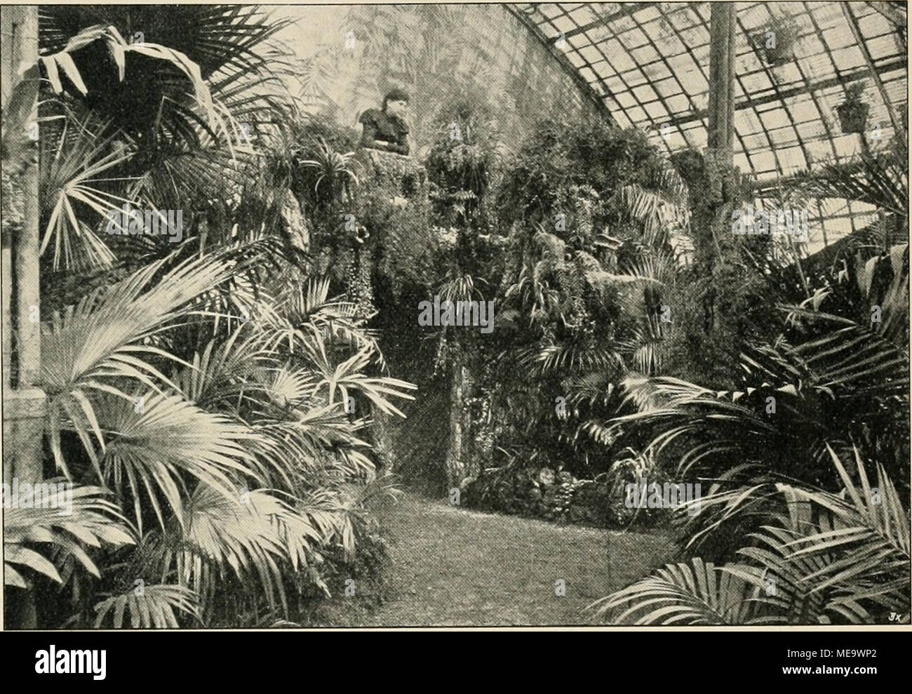 . Die Gartenwelt . Korkholz-Terrasse im Palmenhause der Firma J. C. Schmidt, Erfurt. Origin.-ilaufnahme Tür die „Gartenwelt'*. Blattpflanzen dienten und eine sehr gute Kulturstätte dar- bieten. Der Kontrast des verschiedenen Grünes, der Bepflanzung und der Umgebung mit der grauen Korkrinde ist wahrhaft entzückend. Pflanzenkrankheiten. Mitteilung- über eine im Sommer 1898 beobachtete Rebenschädig-ung-. Von Karl Mohr, Mainz. Aufser den bekannten Pilzkrankheiten, wie O'idium und Fei-oiiospora brachte die Sommerperiode eine Blattschädigung, Blattrandbrand genannt, die an vielen Orten aufgetreten Stock Photo