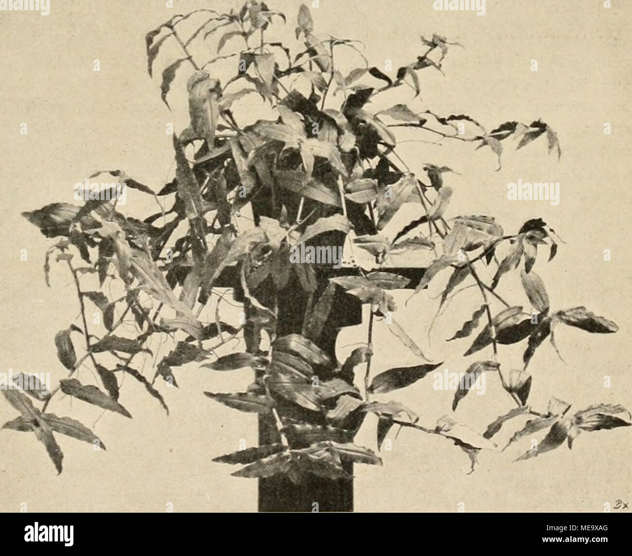 . Die Gartenwelt . Callisia repens L. Qnginalaufnahme für die „Ganenwelt*. Stock Photo