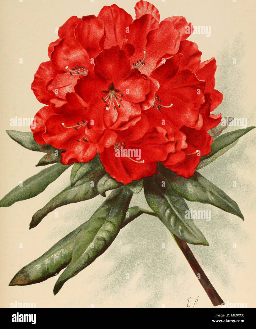 Die Gartenwelt . Rhododendron hybridum Minna". Zchtung von T. J.  Seidel, Laubegast-Dresden. Ltih Anst V Walrer Milei, Cefa Stock Photo -  Alamy