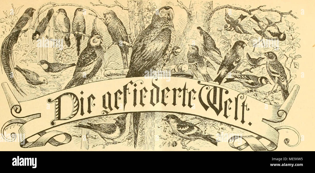 Die Gefiederte Welt Llfadjcttwjrift Fa R Ttdputirlilialiet Tt L Tct Nni Irittjilci Foiiiic Jtbt Oflauralt Iiltia A Ieitclja Ljrliti 1 Lllnit 60 Sjg A C Enta Eine Gut Tuuftviiie Jiitinnier Gt C V A U A G F I C