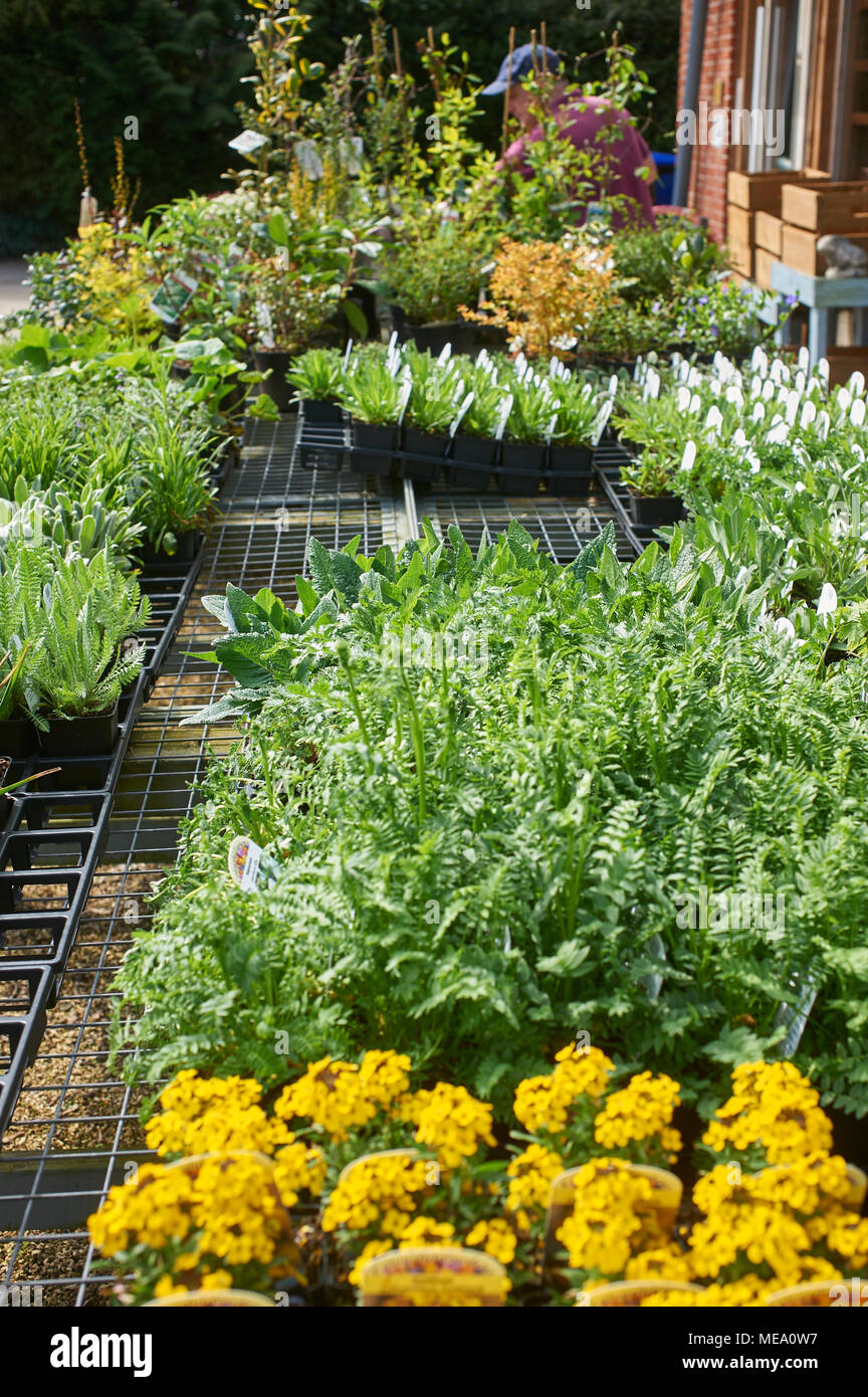 Trays of bedding plants hires stock photography and images Alamy
