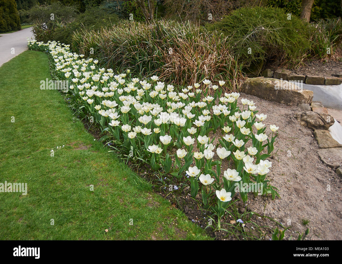 Tulip "Mary Ann" Gregii Hybrid Burnby Hall Gardens, Pocklington, East