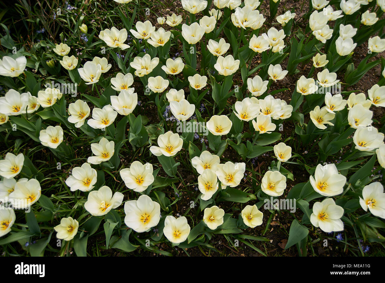Tulip "Mary Ann" Gregii Hybrid Burnby Hall Gardens, Pocklington, East