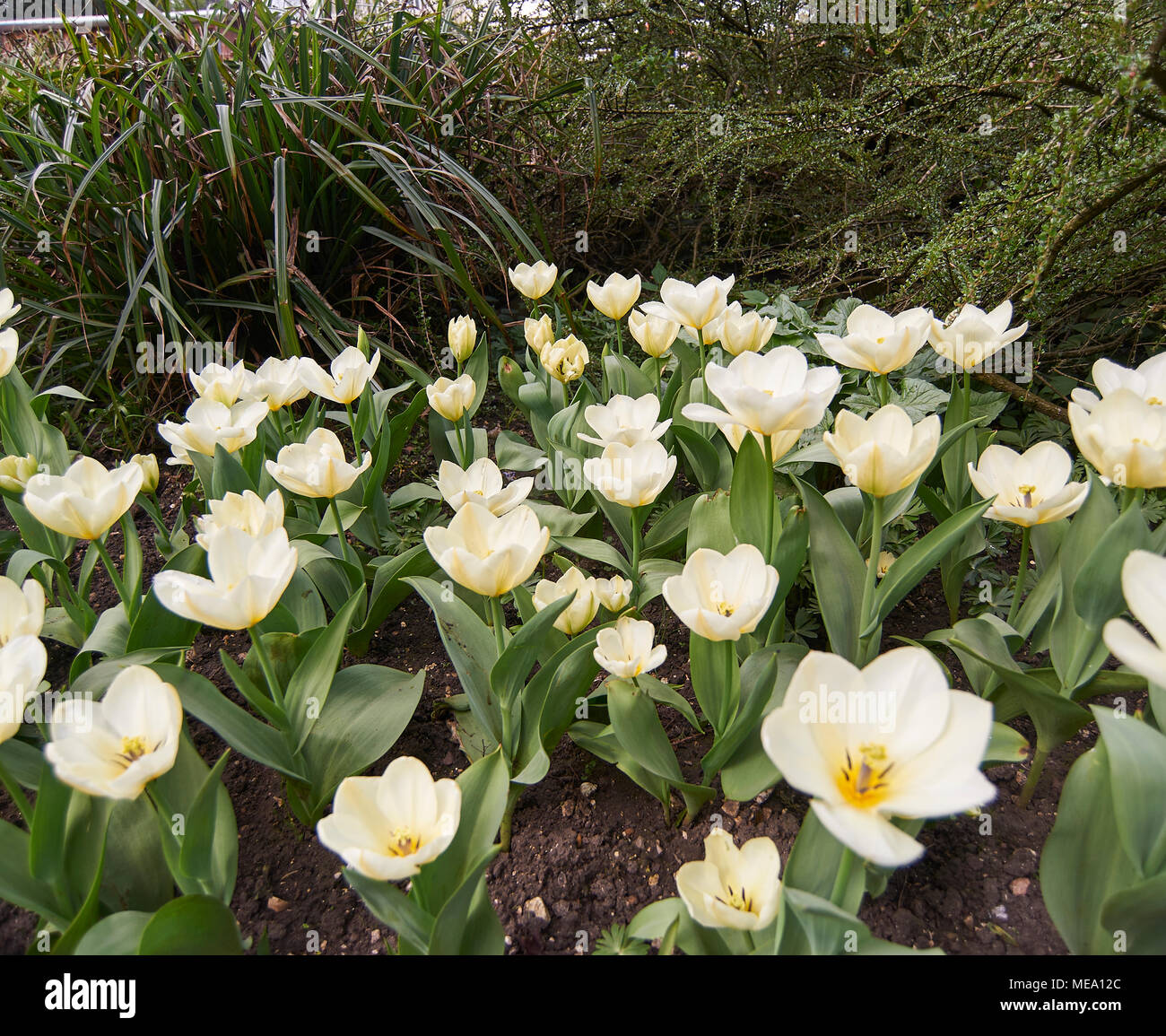 Tulip "Mary Ann" Gregii Hybrid Burnby Hall Gardens, Pocklington, East