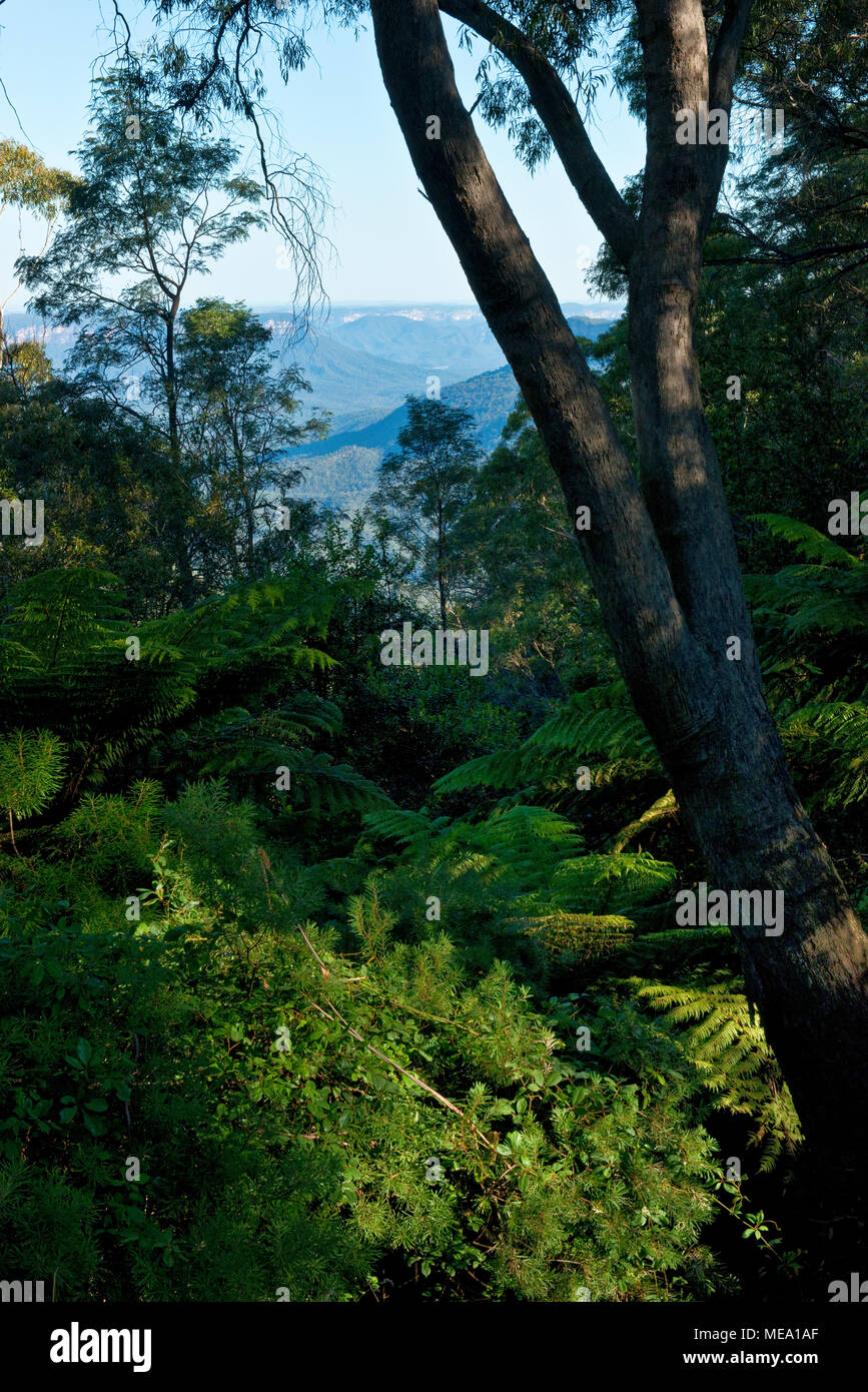 Views across Megalong Valley in the Blue Mountains. Katoomba, New South Wales Stock Photo