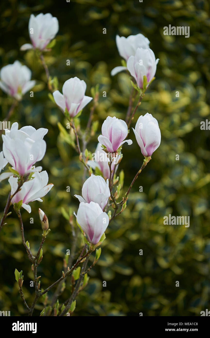 Magnolia magnolia soulangiana tree hi-res stock photography and images ...