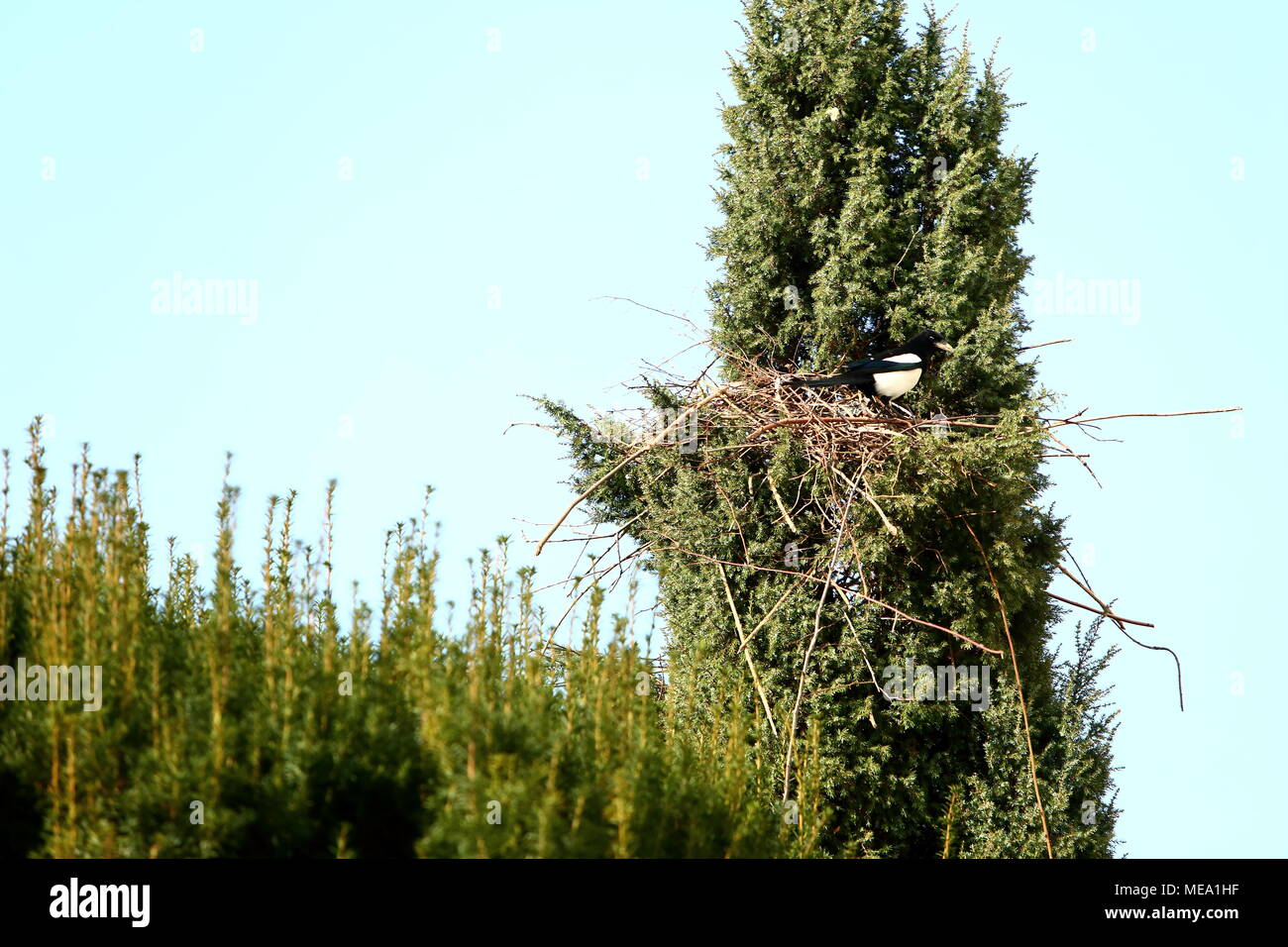 Magpie nest objects hi-res stock photography and images - Alamy