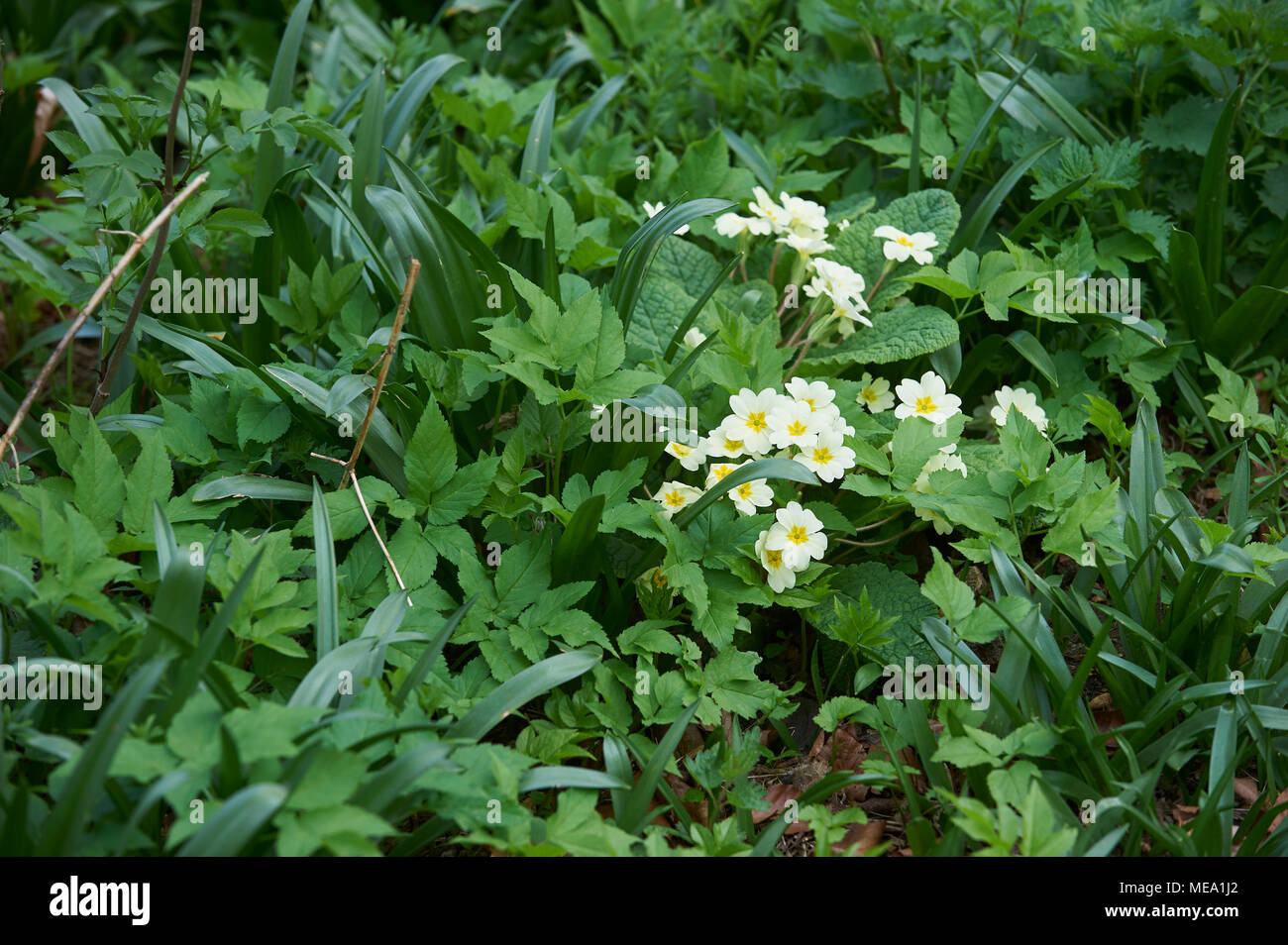 Primrose's (Primula vulgaris) growing in spring plants Stock Photo