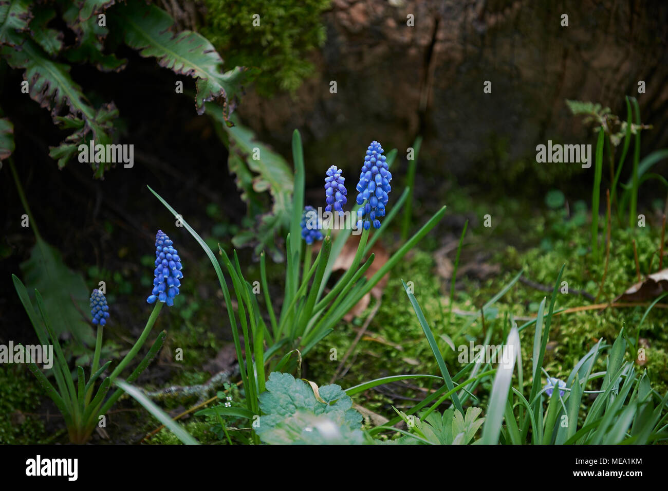 Grape Hyacinth (Muscari) growing in damp woodland. Stock Photo