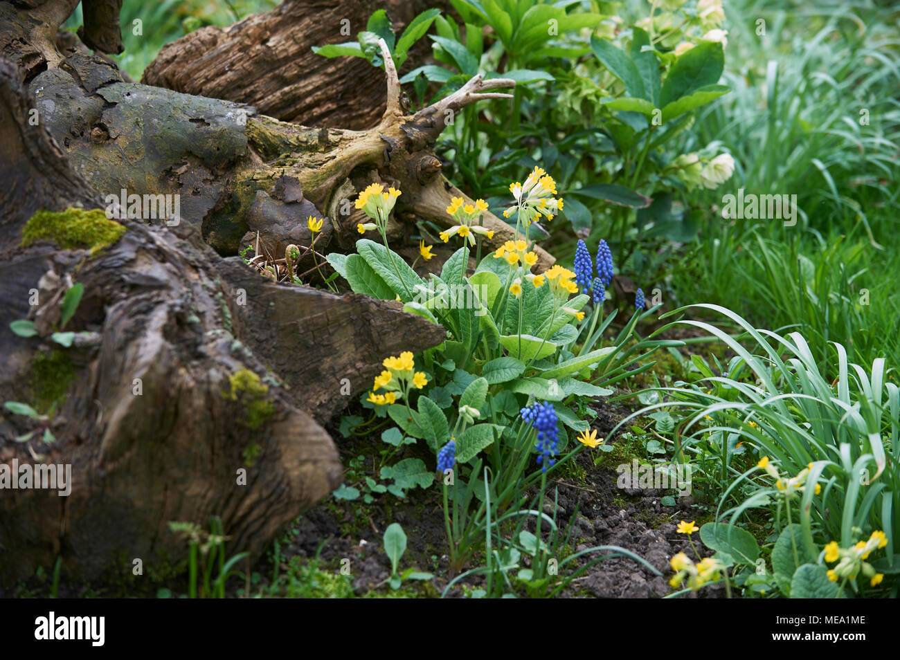 Cowslips (Primula veris) and Grape Hyacinths (Muscari) growing around ...