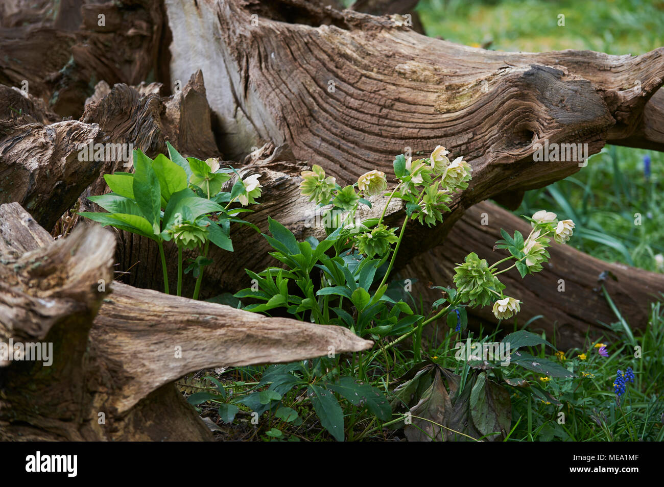 Wild flowers growing amongst tree stumps in a stumpery Stock Photo Alamy