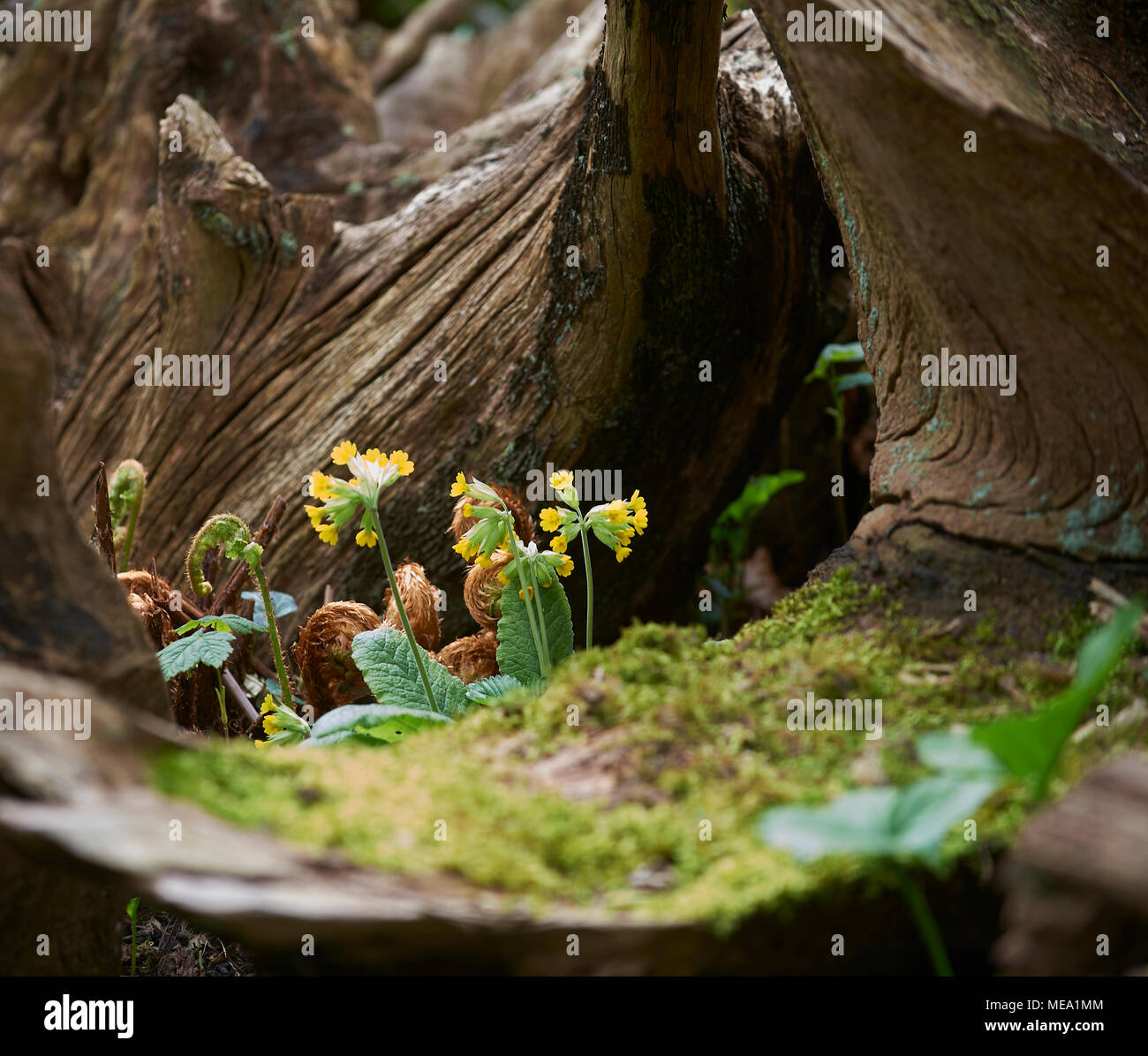 Cowslips (primula veris) growing in the base of an old tree stump in ...