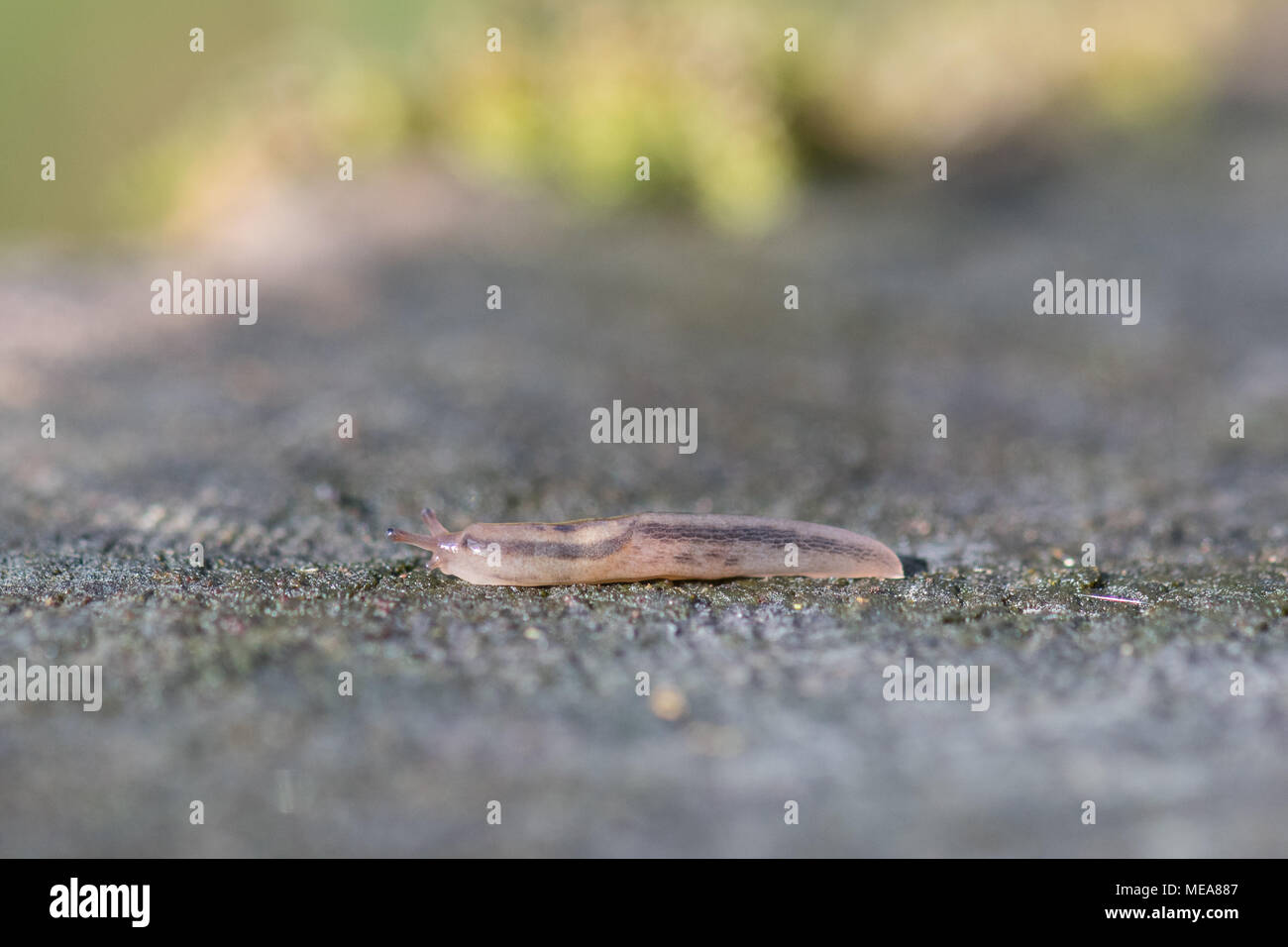 slug - very shallow depth of field Stock Photo