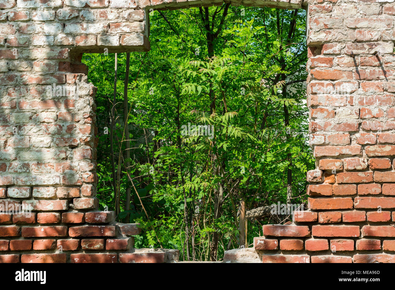 Rustic old window and entrance in nature and green forest Stock Photo ...
