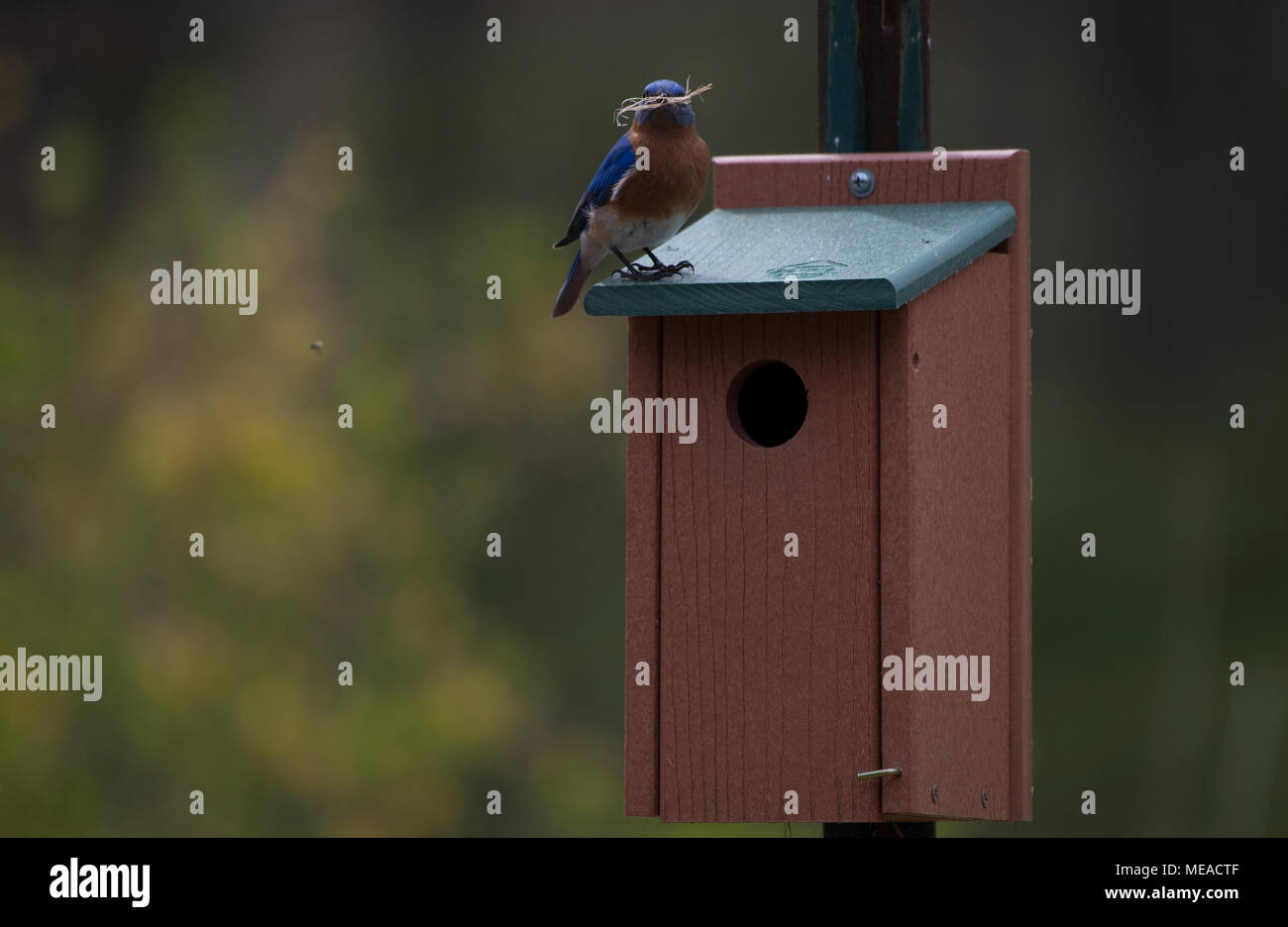 UNITED STATES:April 21, 2018: A pair of Eastern Blue Birds were busying feeding and building a nest after selecting a nesting box on the first warm da Stock Photo