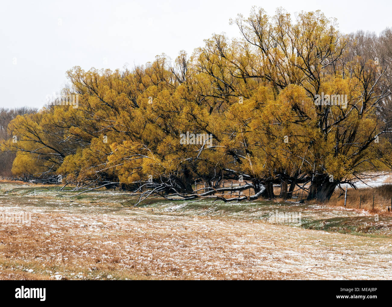 Fremont cottonwood hires stock photography and images Alamy