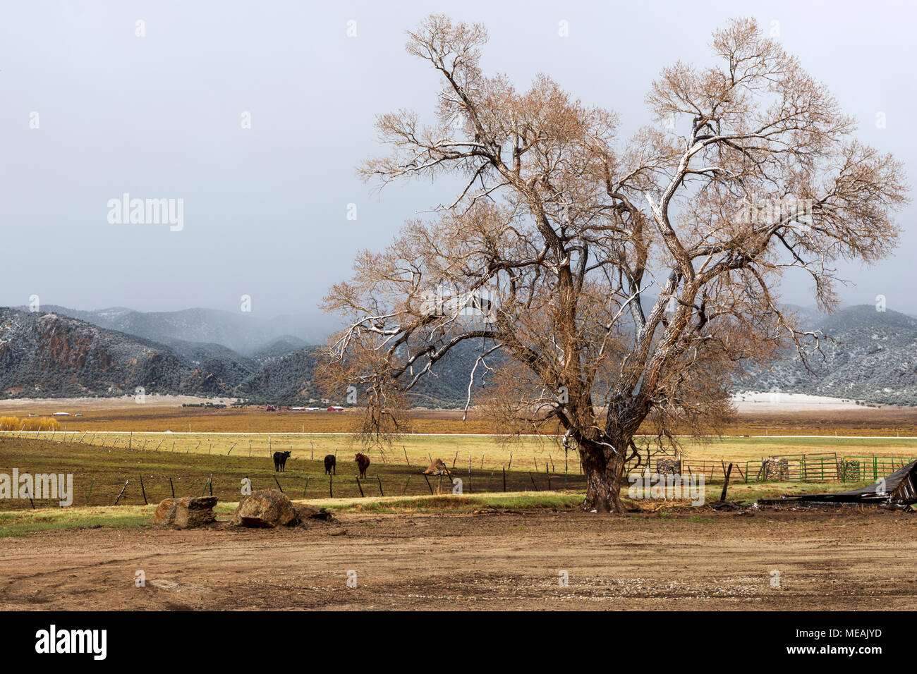Fremont cottonwood tree; late springtime snow; Salida; Colorado; USA Stock Photo