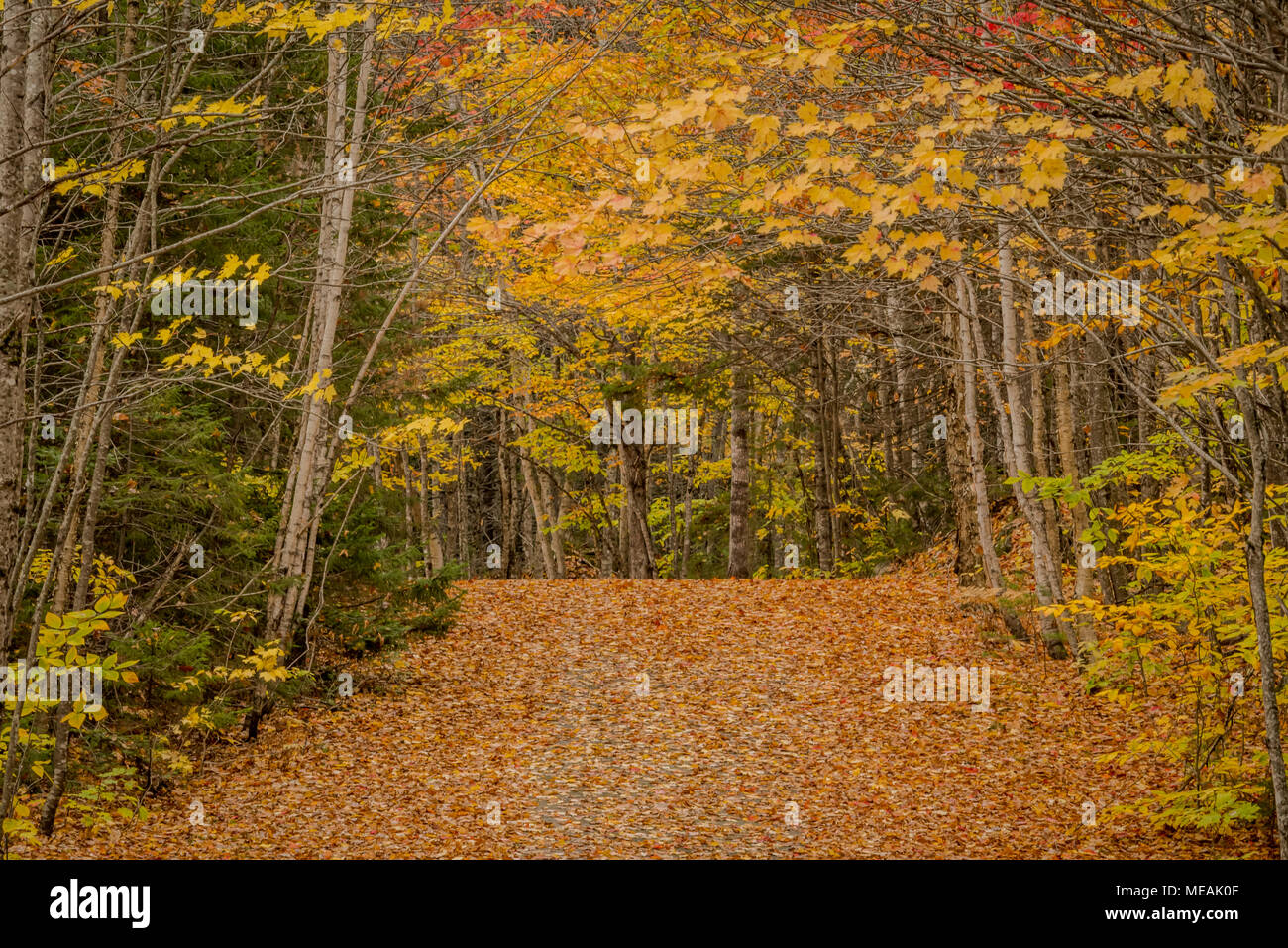 Leaves Cover Narrow Road Through Forest in Autumn Leaf Peeping Season Stock Photo