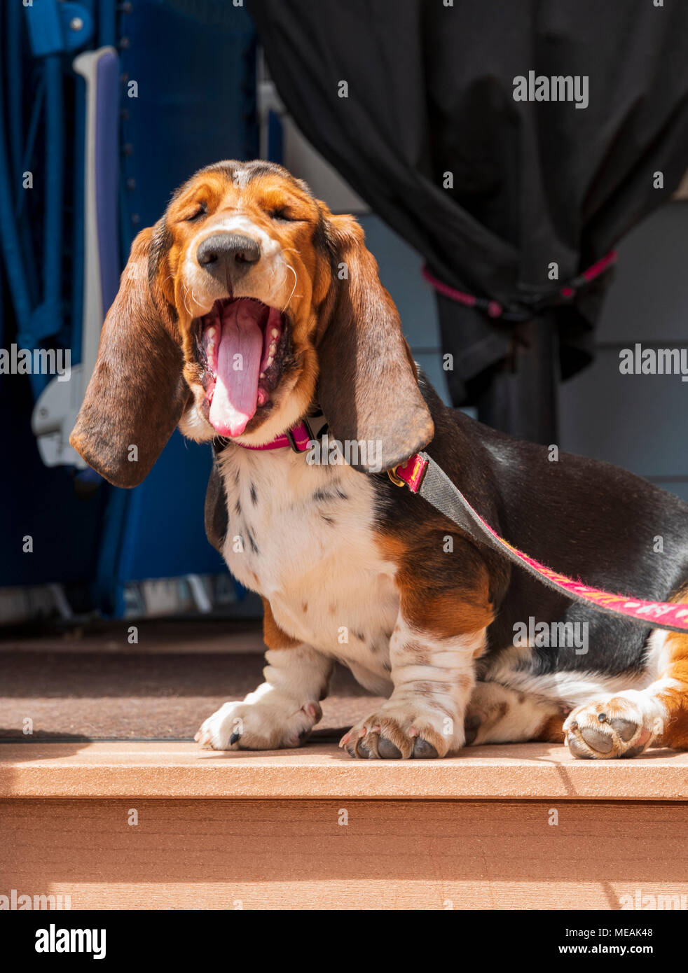 Page 2 Hound High Resolution Stock Photography And Images Alamy