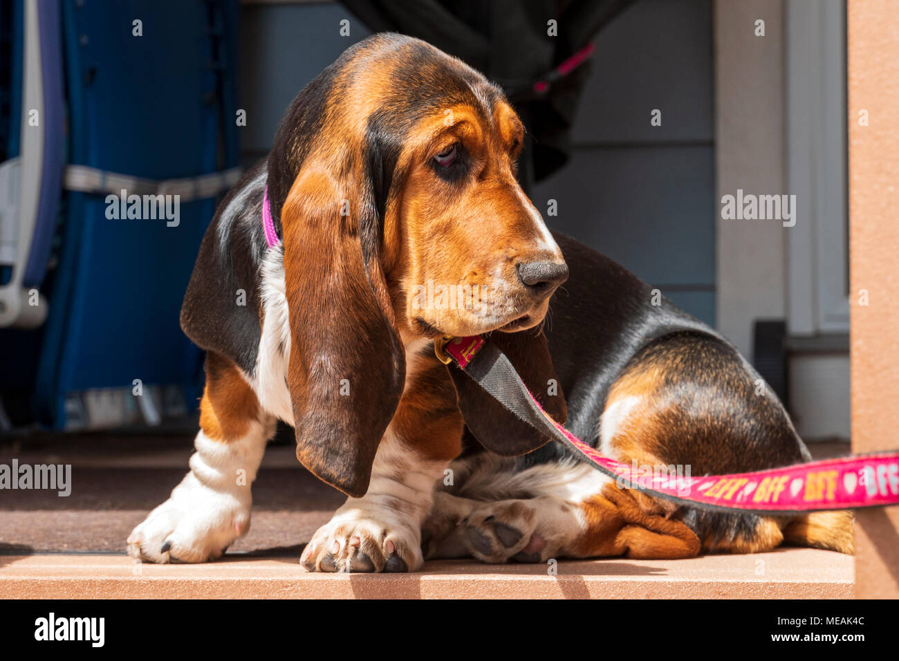 April; 4 month old Basset Hound dog Stock Photo