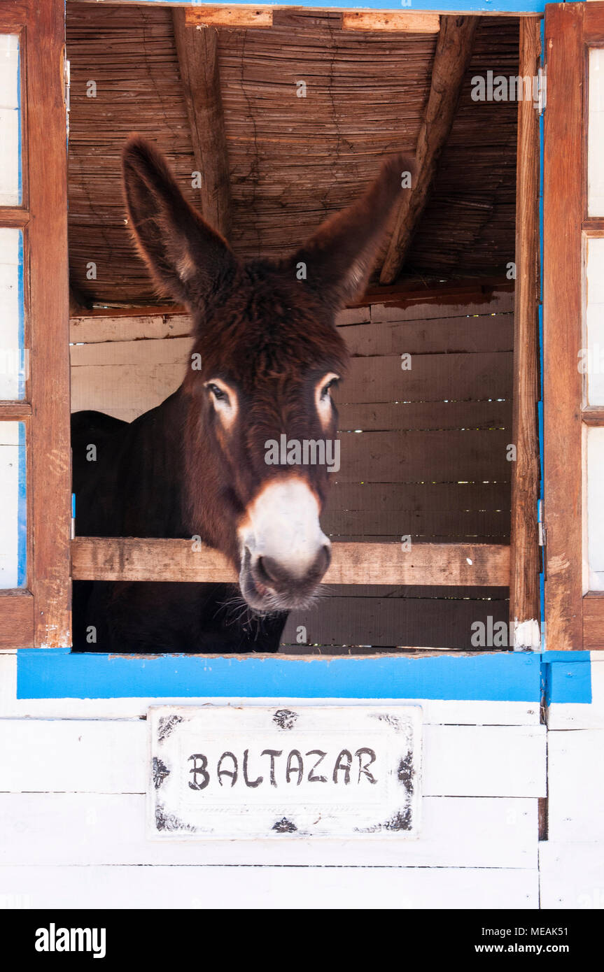 Baltazar Balthazar the Donkey looking out from the window of his stable with a sign showing his name. Stock Photo