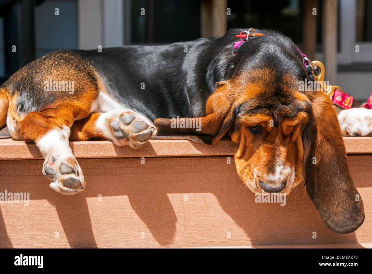 April; 4 month old Basset Hound dog Stock Photo - Alamy