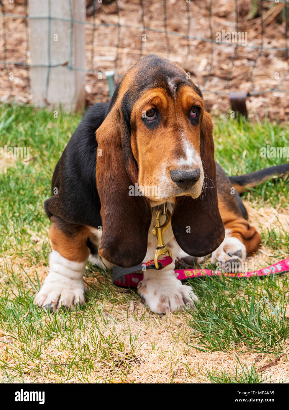 April; 4 month old Basset Hound dog Stock Photo