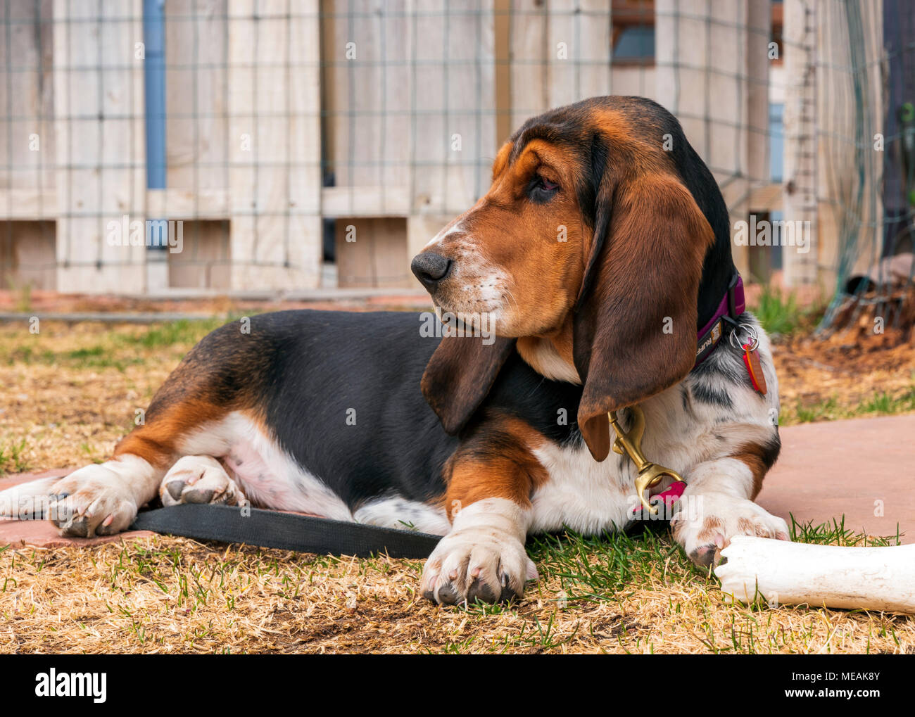 April; 4 month old Basset Hound dog Stock Photo