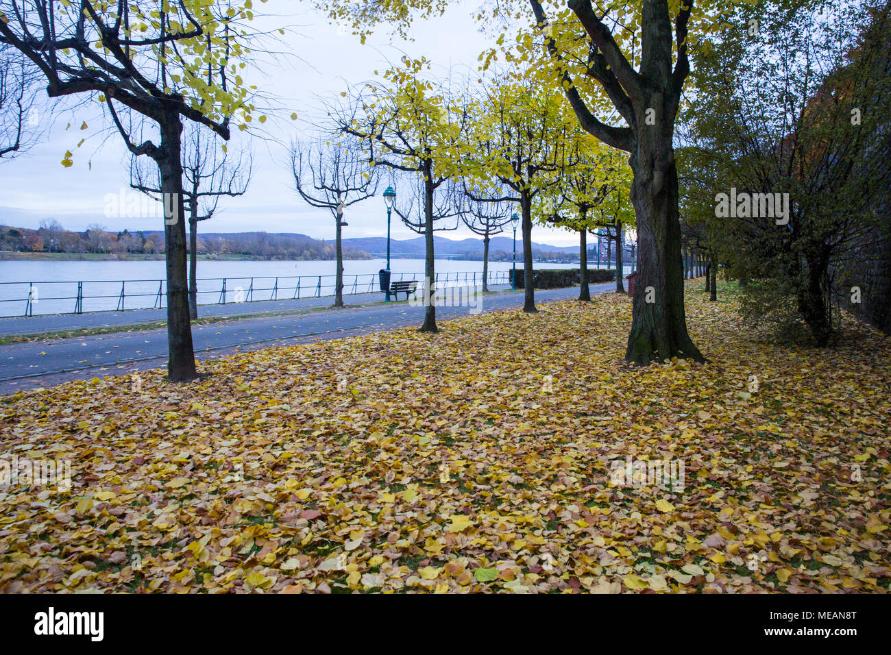 Colorful leaves on trees in autumn on the bank of Rhine River at Bonn in Germany. Stock Photo