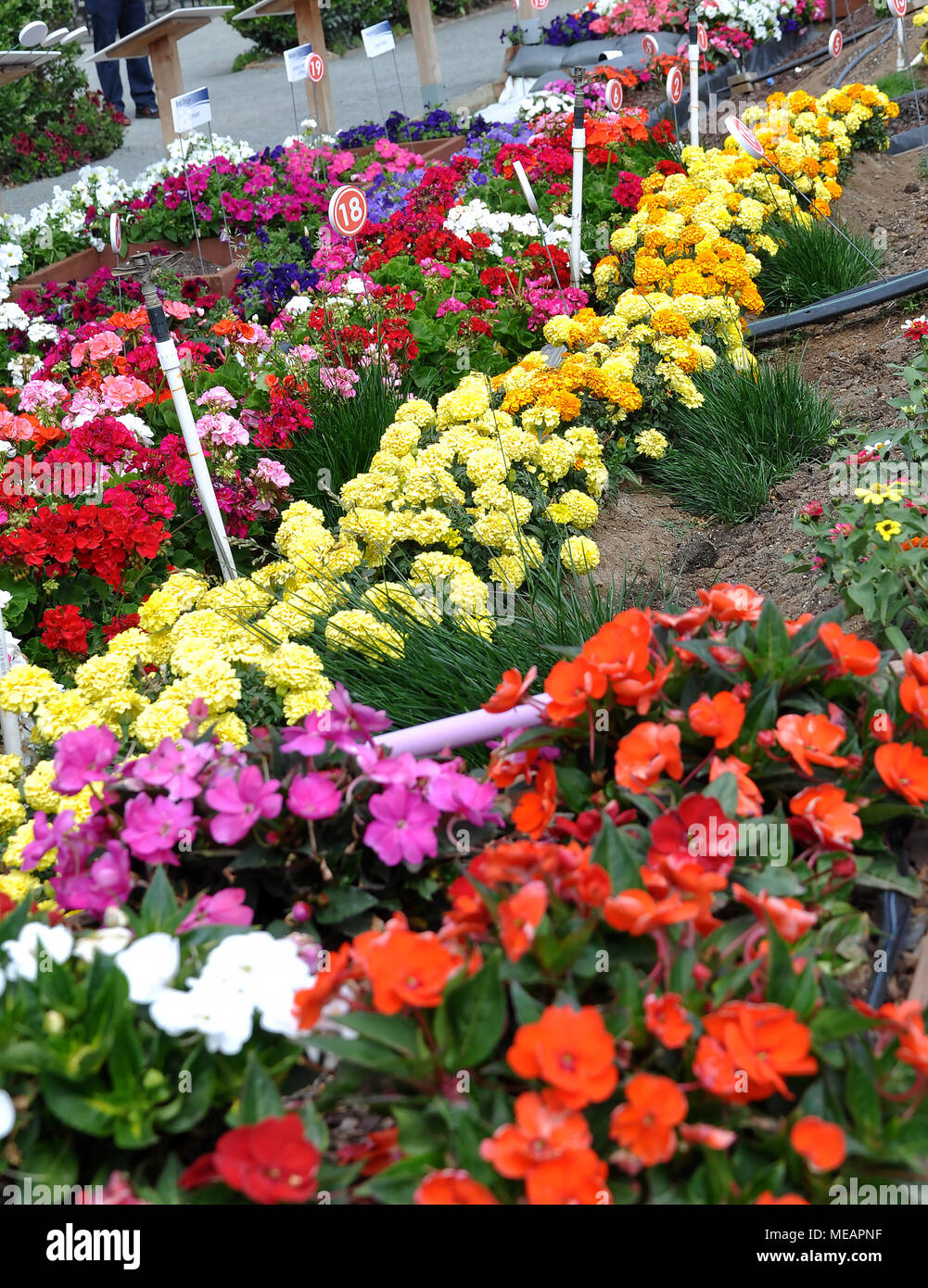 Colorful Flowers in the Garden Stock Photo - Alamy