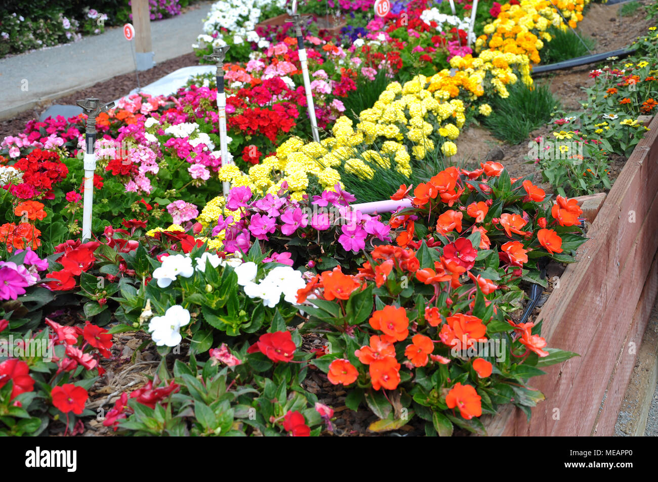 Colorful Flowers in the Garden Stock Photo - Alamy