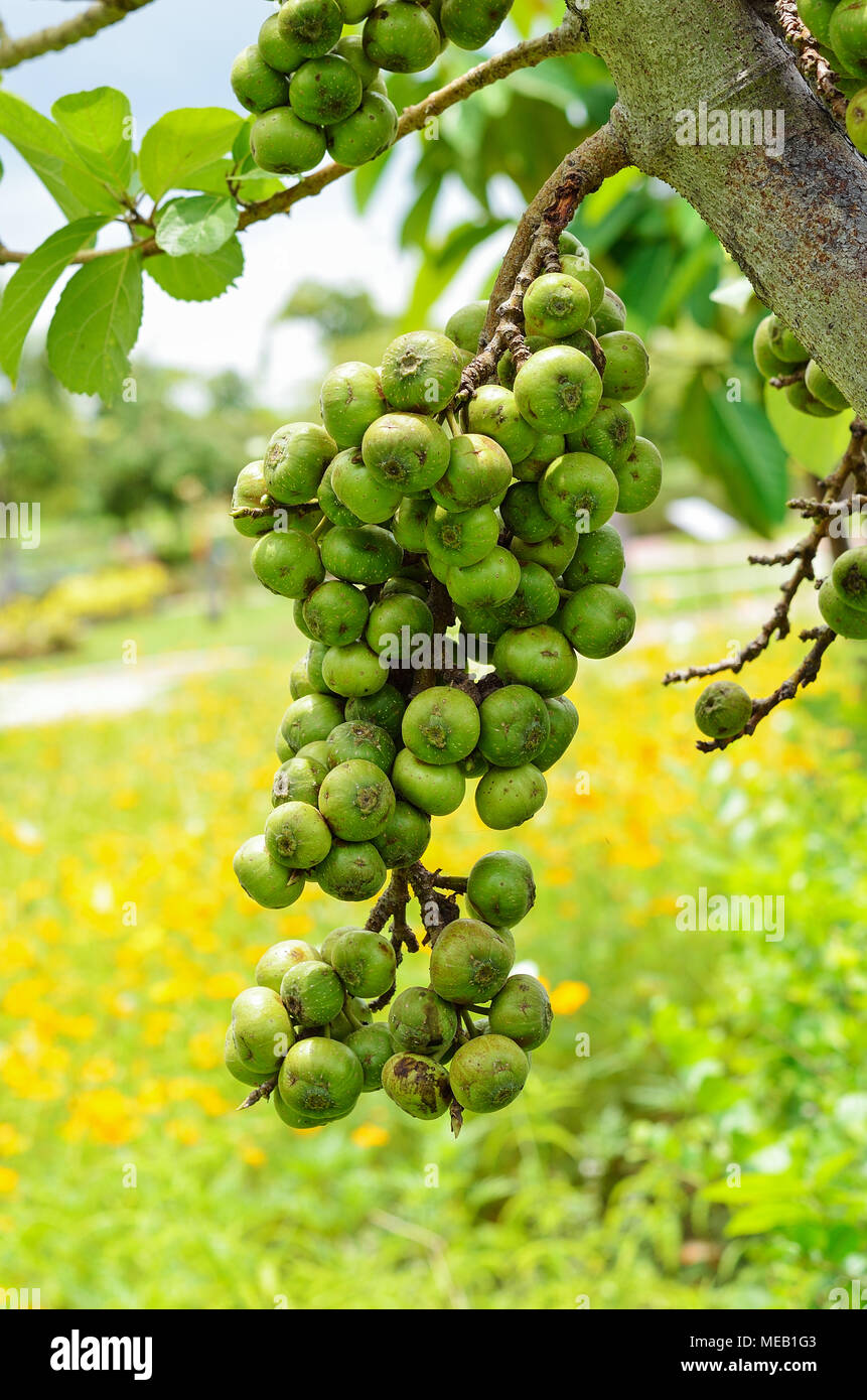 Thai fig hi-res stock photography and images - Alamy