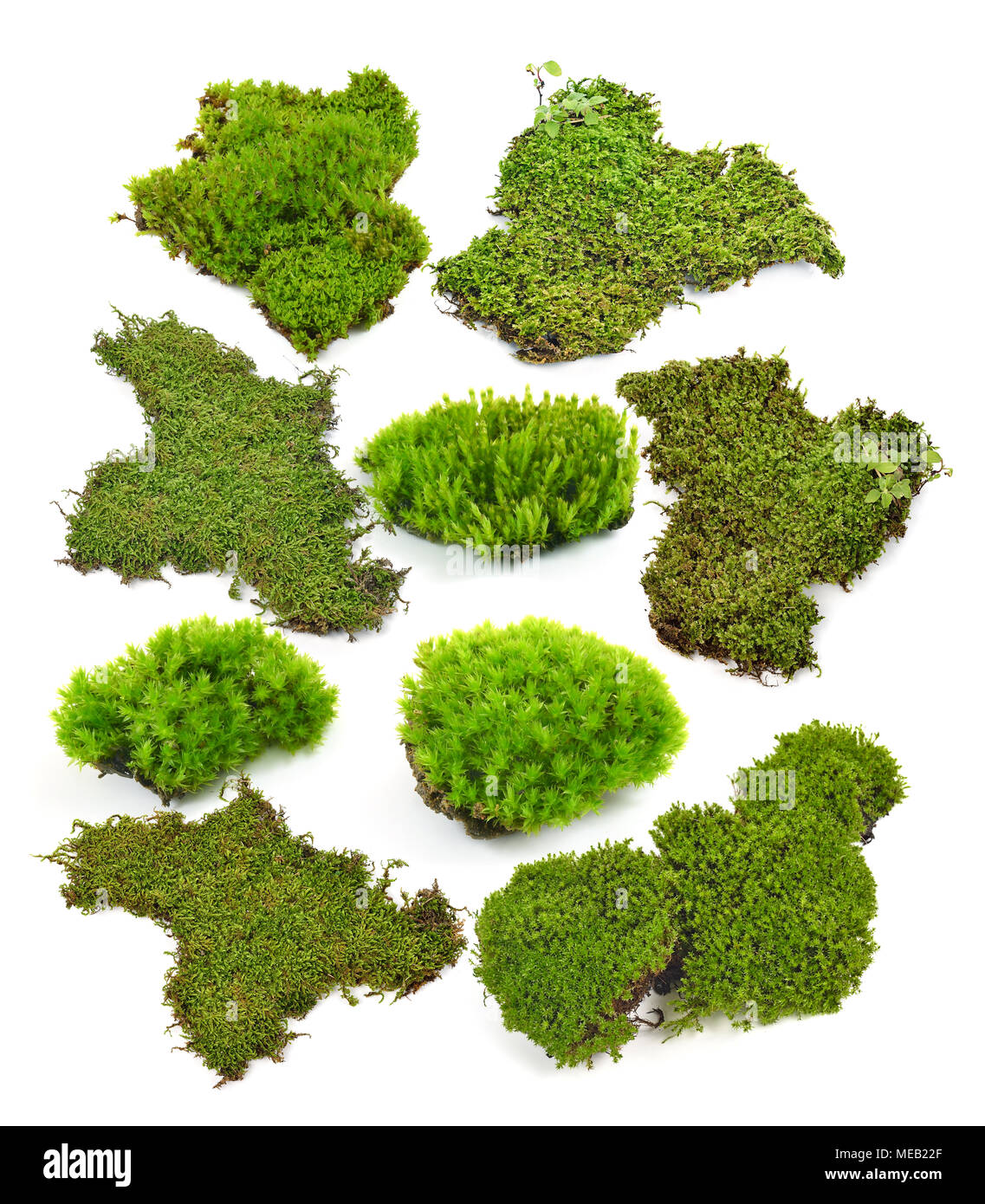 Green moss isolated on white bakground Stock Photo - Alamy