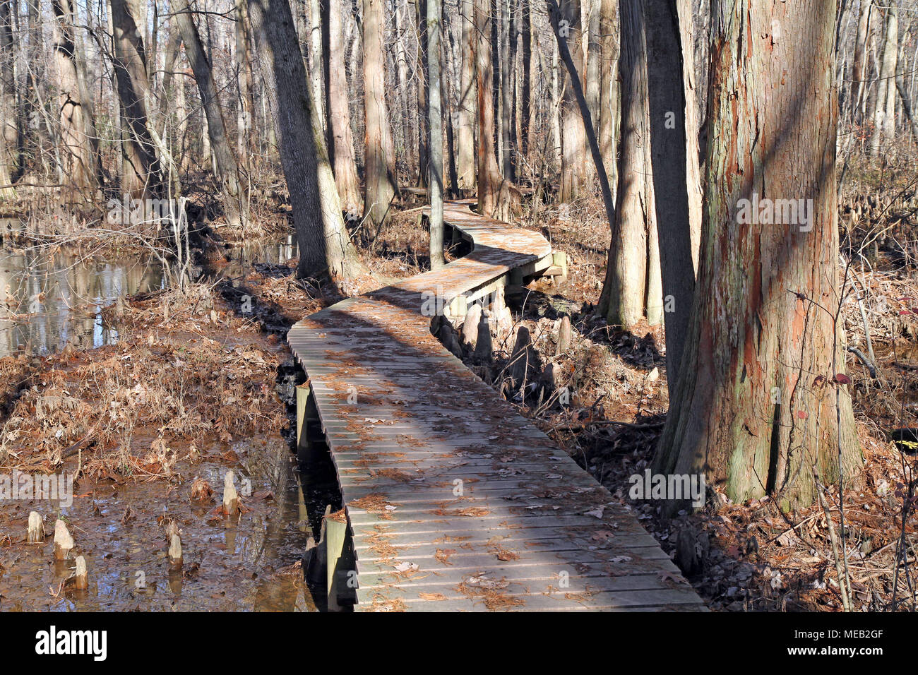 winding boardwalk through Battle Creek Cypress Swamp with cypress knees Stock Photo