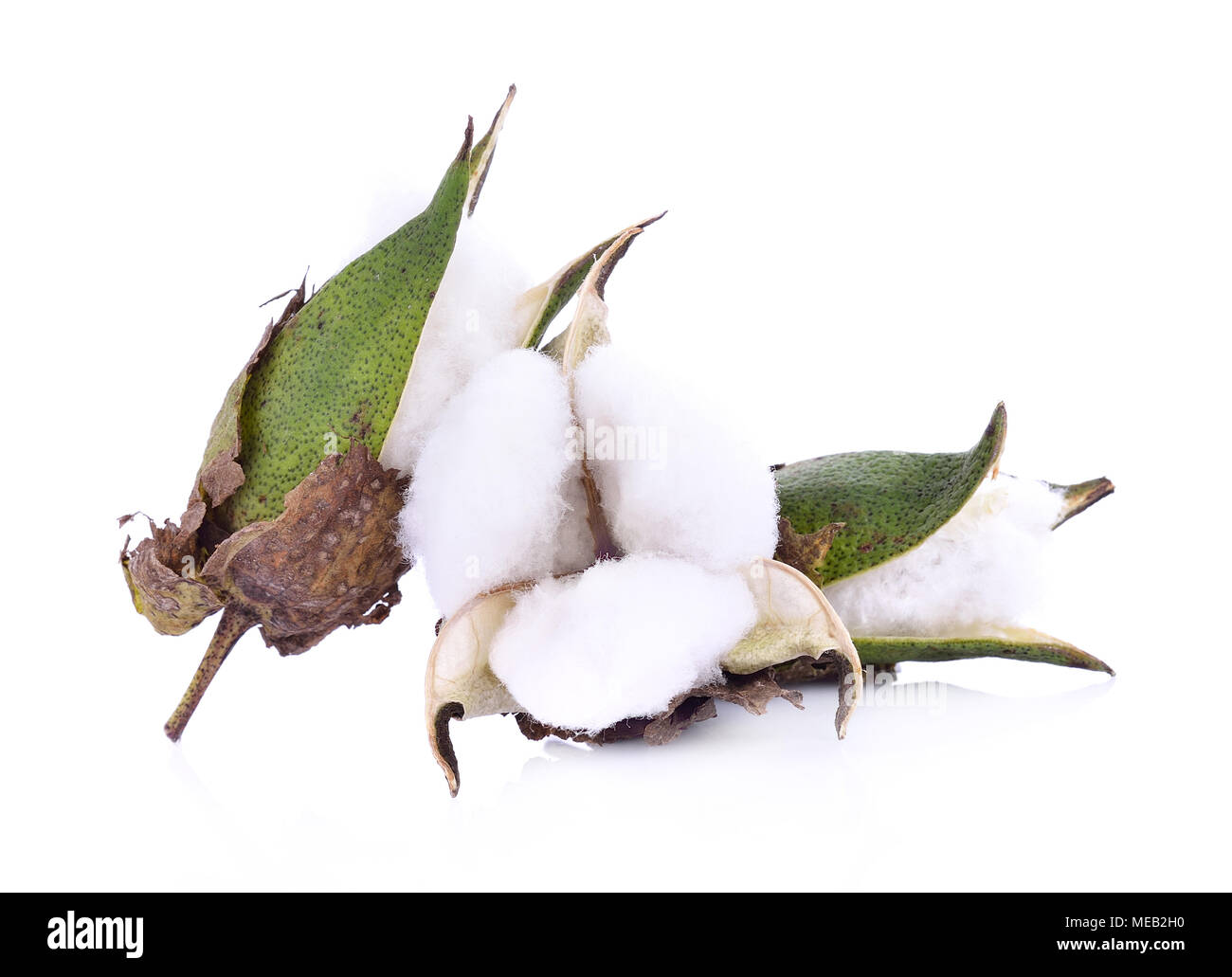 Cotton plant flower isolated on white background Stock Photo Alamy