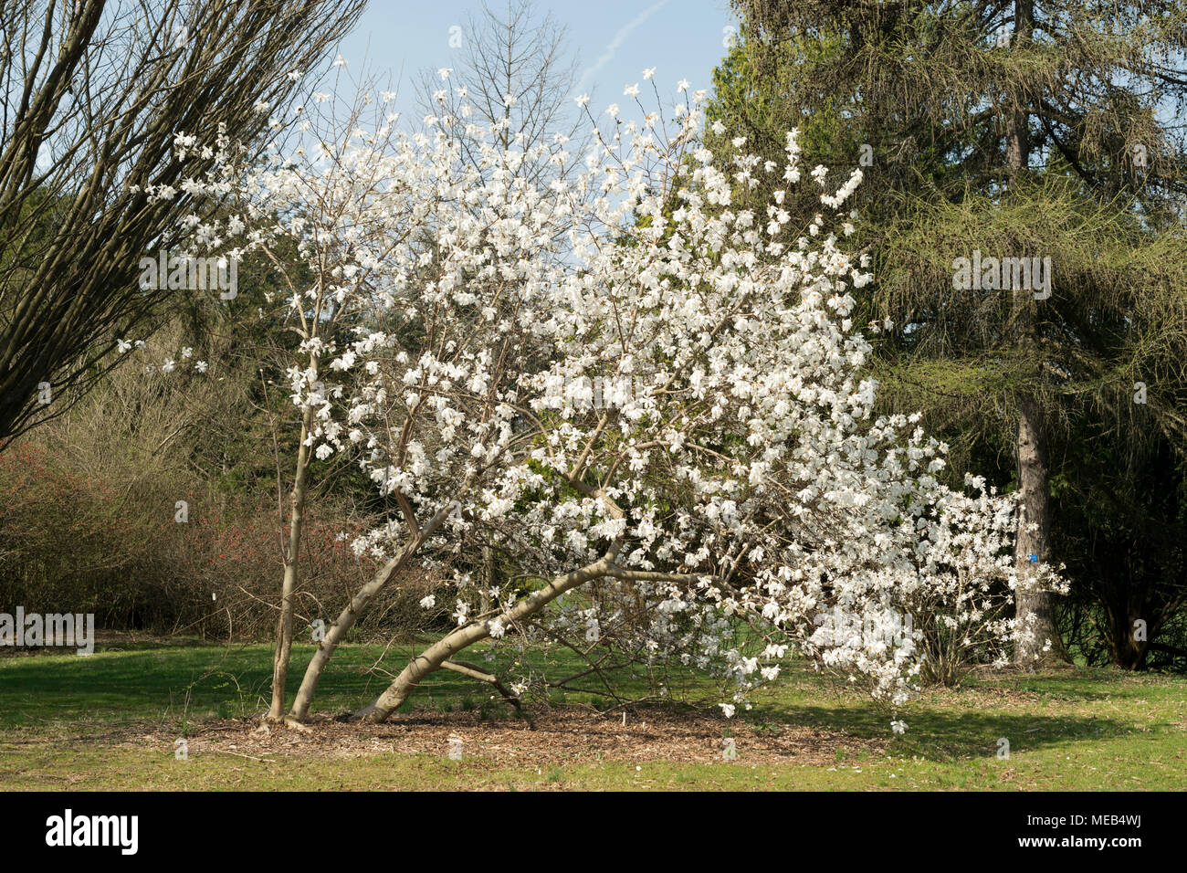 White magnolia garden hires stock photography and images Alamy