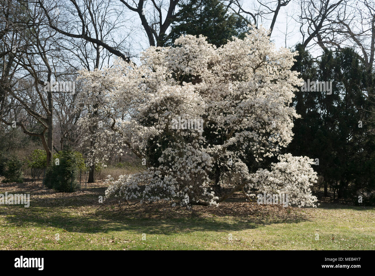 Magnolia tree at Rutgers Garden, New Brunswick NJ Stock Photo Alamy
